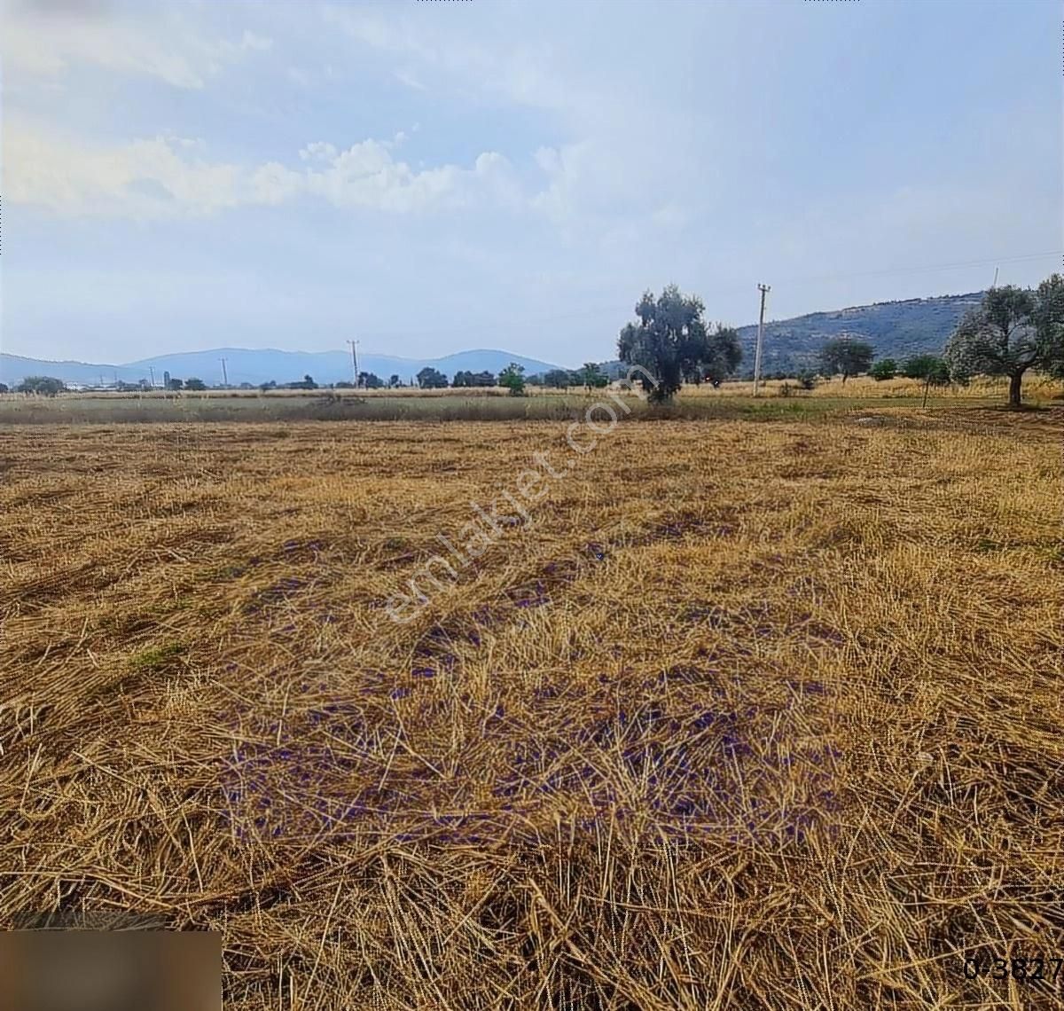 Milas Kuzyaka Da 21.400m2 Asfalt Cepheli Elektrik Su Hazır - Görsel 5