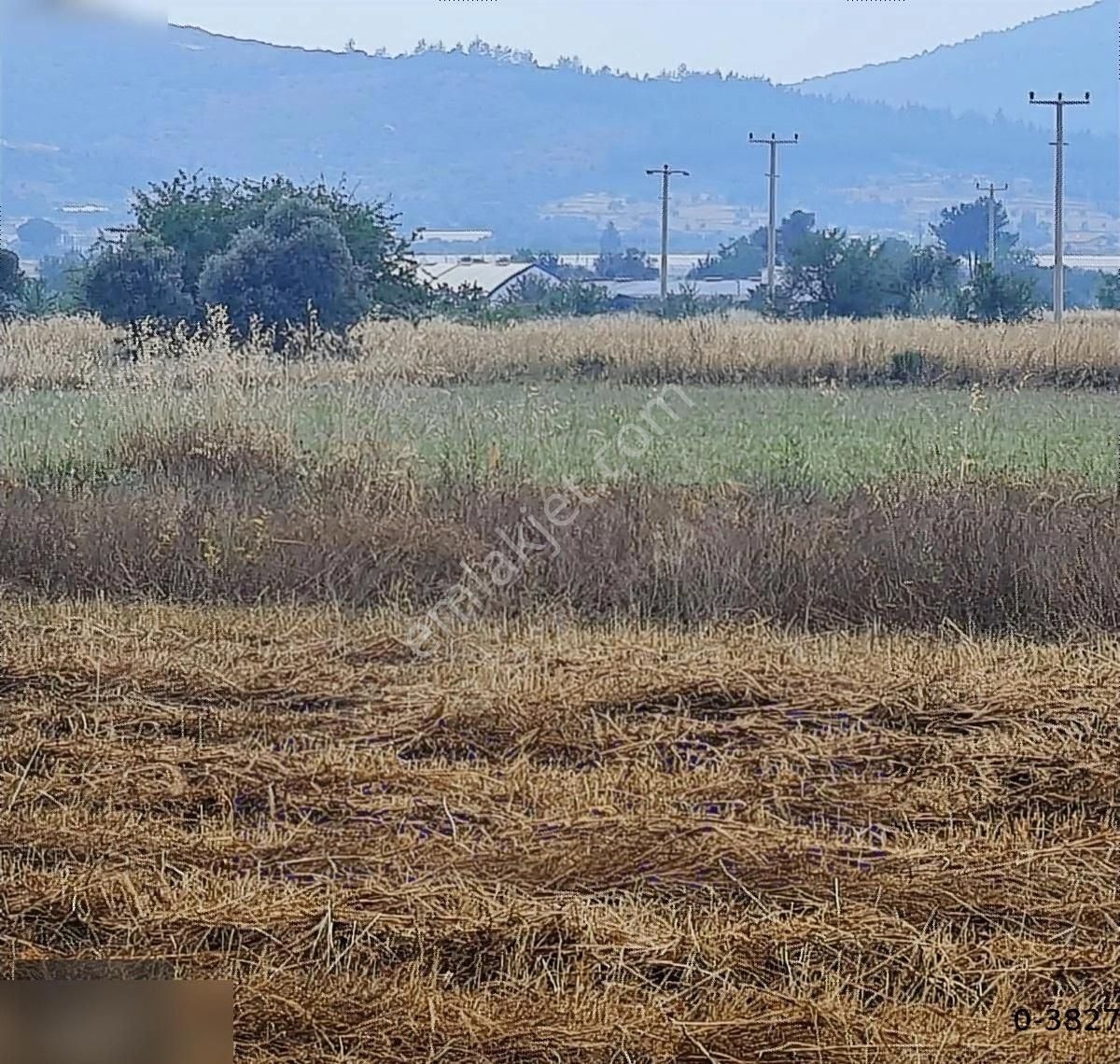 Milas Kuzyaka Da 21.400m2 Asfalt Cepheli Elektrik Su Hazır - Görsel 4