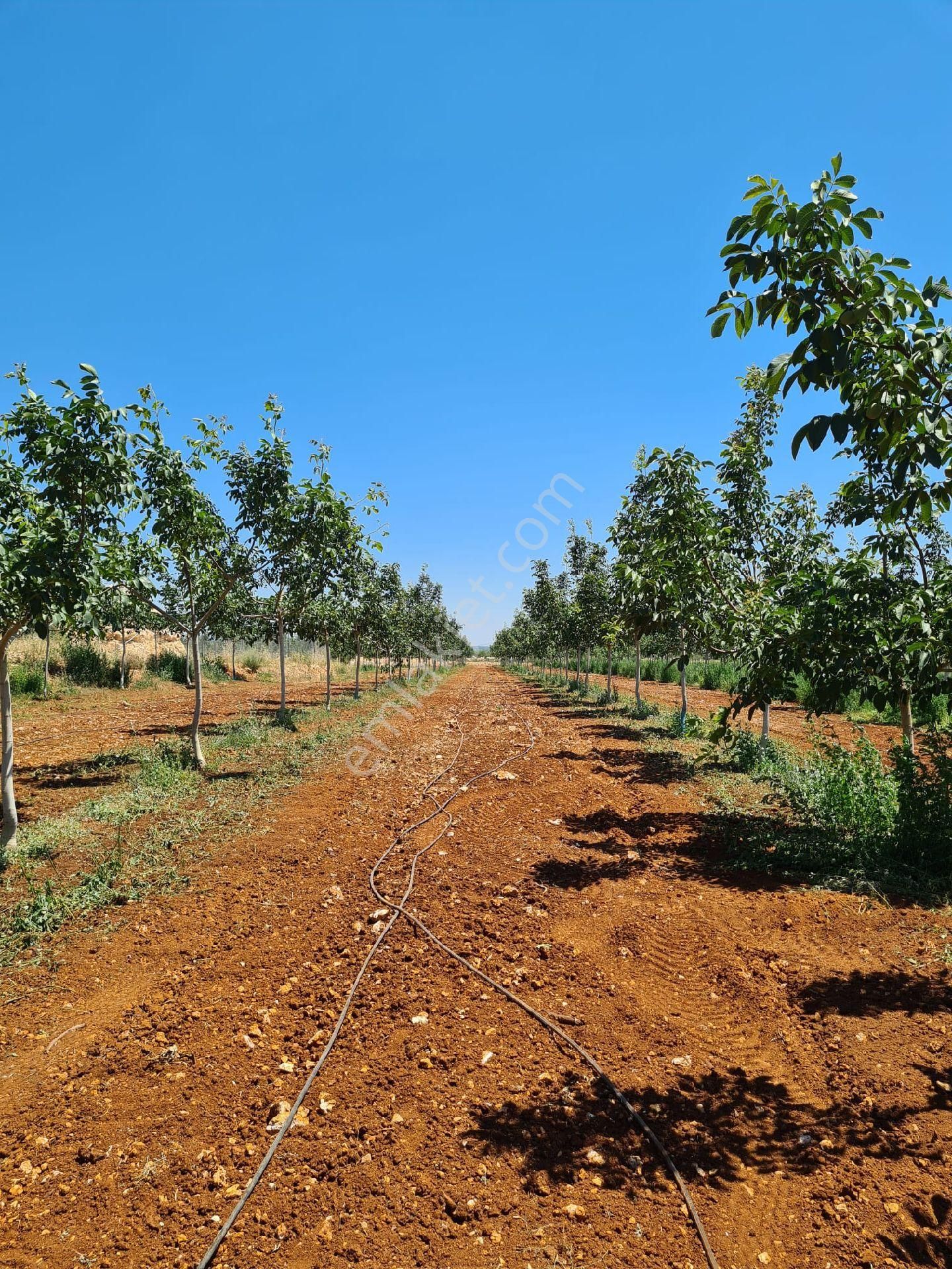 Silifke Sömek Satılık Bağ & Bahçe SÖMEK MAHALLESİNDE  SATILIK ARAZİ CEVİZ BAHÇESİ