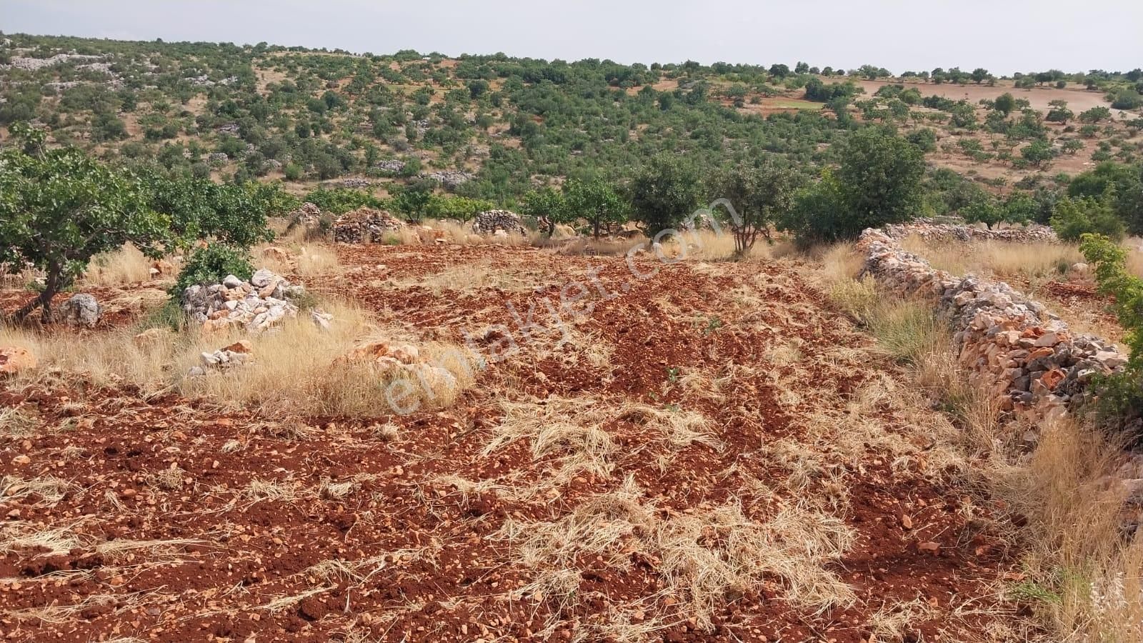 Besni Sugözü Köyü (İnönü) Satılık Tarla Adıyaman Besni İlçesi Eskiköy Yolu Üzerinde Satılık Fıstık Bahçesi Su Gözü Yolu Bitişiği