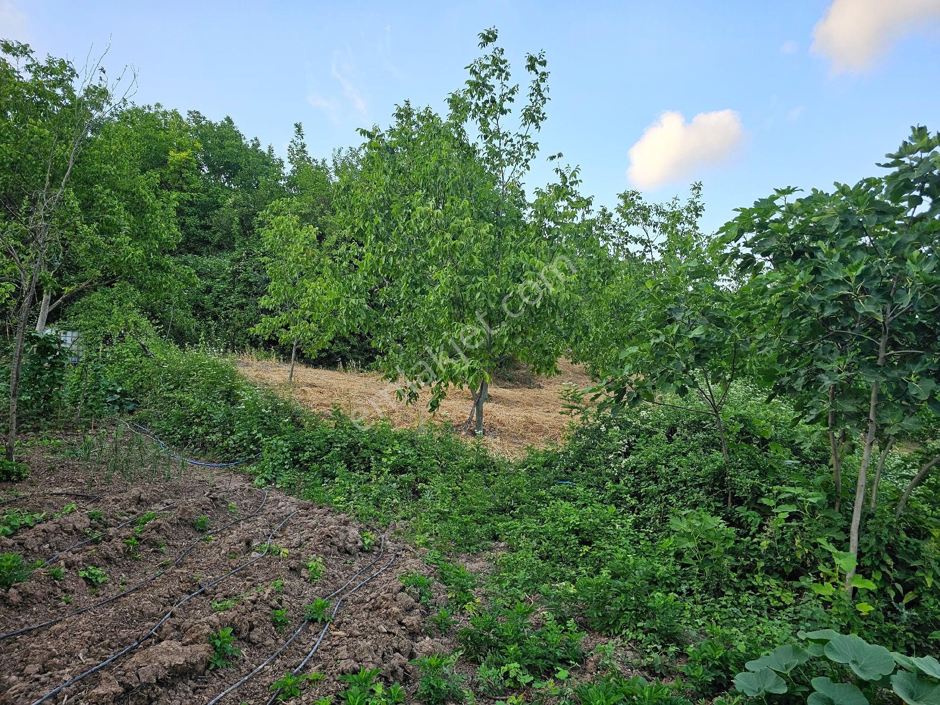 Geyve Akıncı Satılık Bağ & Bahçe satılıkharık BAHÇE gendı yerım