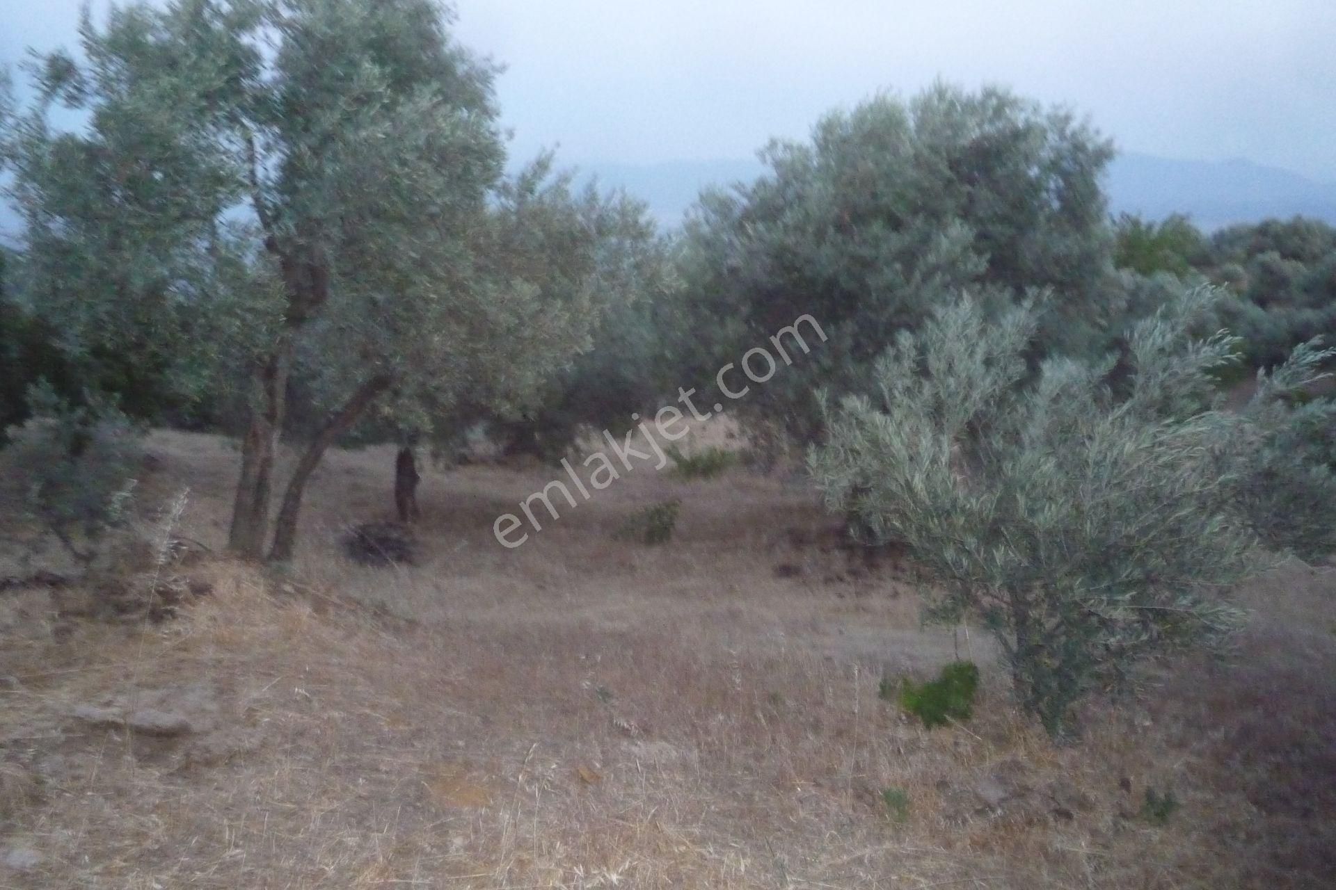 İzmir Torbalı Gold Emlaktan Satılık Verimli Zeytinlik - Görsel 2