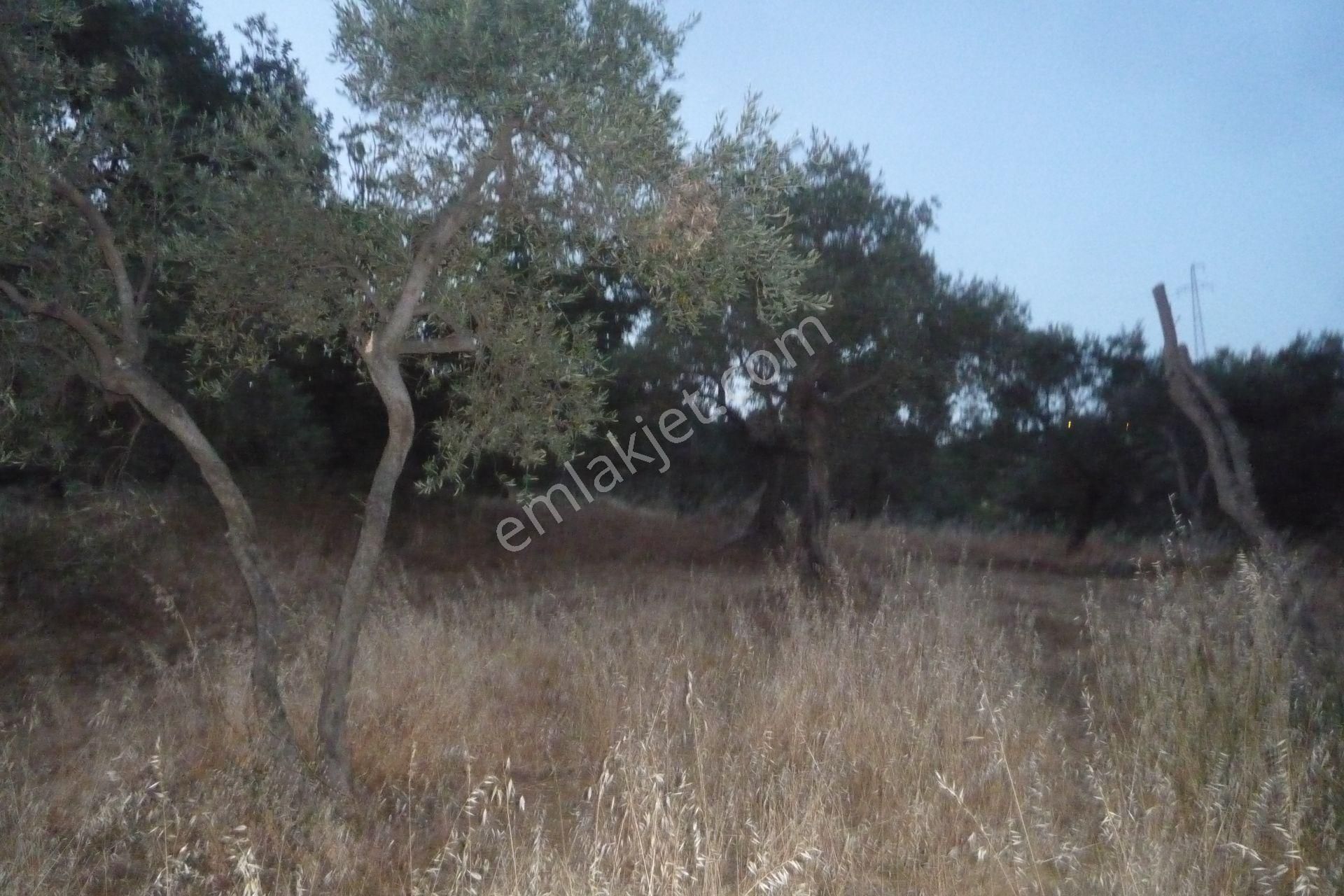 İzmir Torbalı Gold Emlaktan Satılık Verimli Zeytinlik - Görsel 10