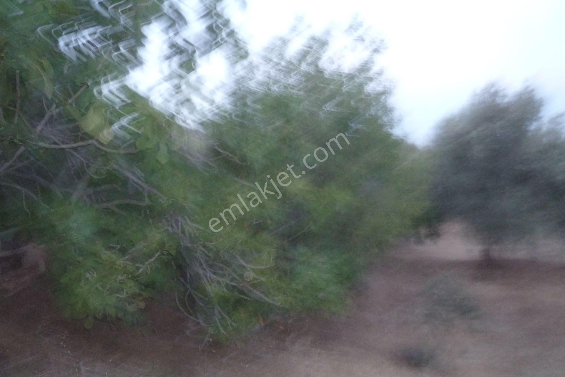 İzmir Torbalı Gold Emlaktan Satılık Verimli Zeytinlik - Görsel 3