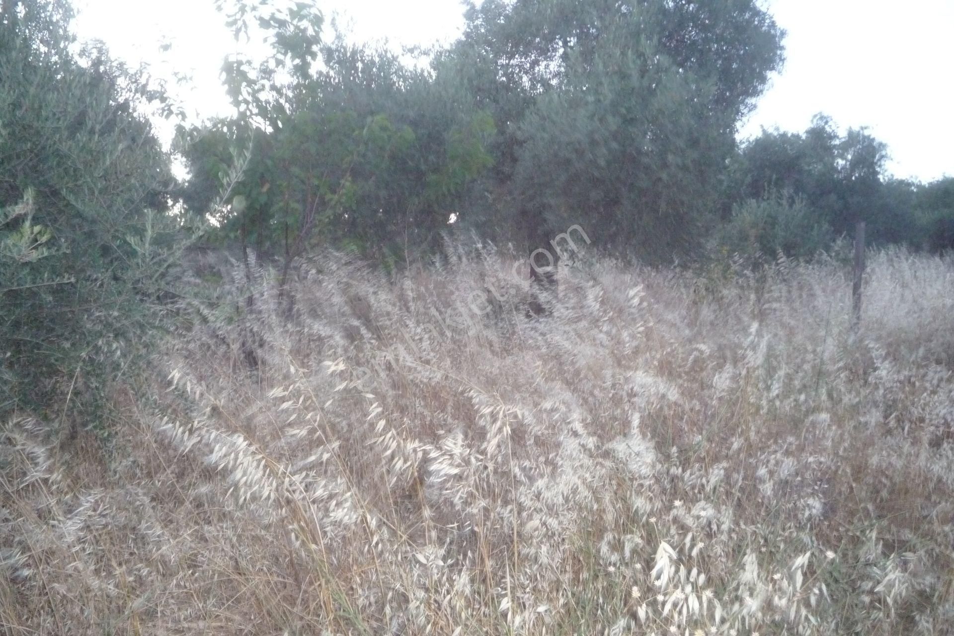 İzmir Torbalı Gold Emlaktan Satılık Verimli Zeytinlik - Görsel 8