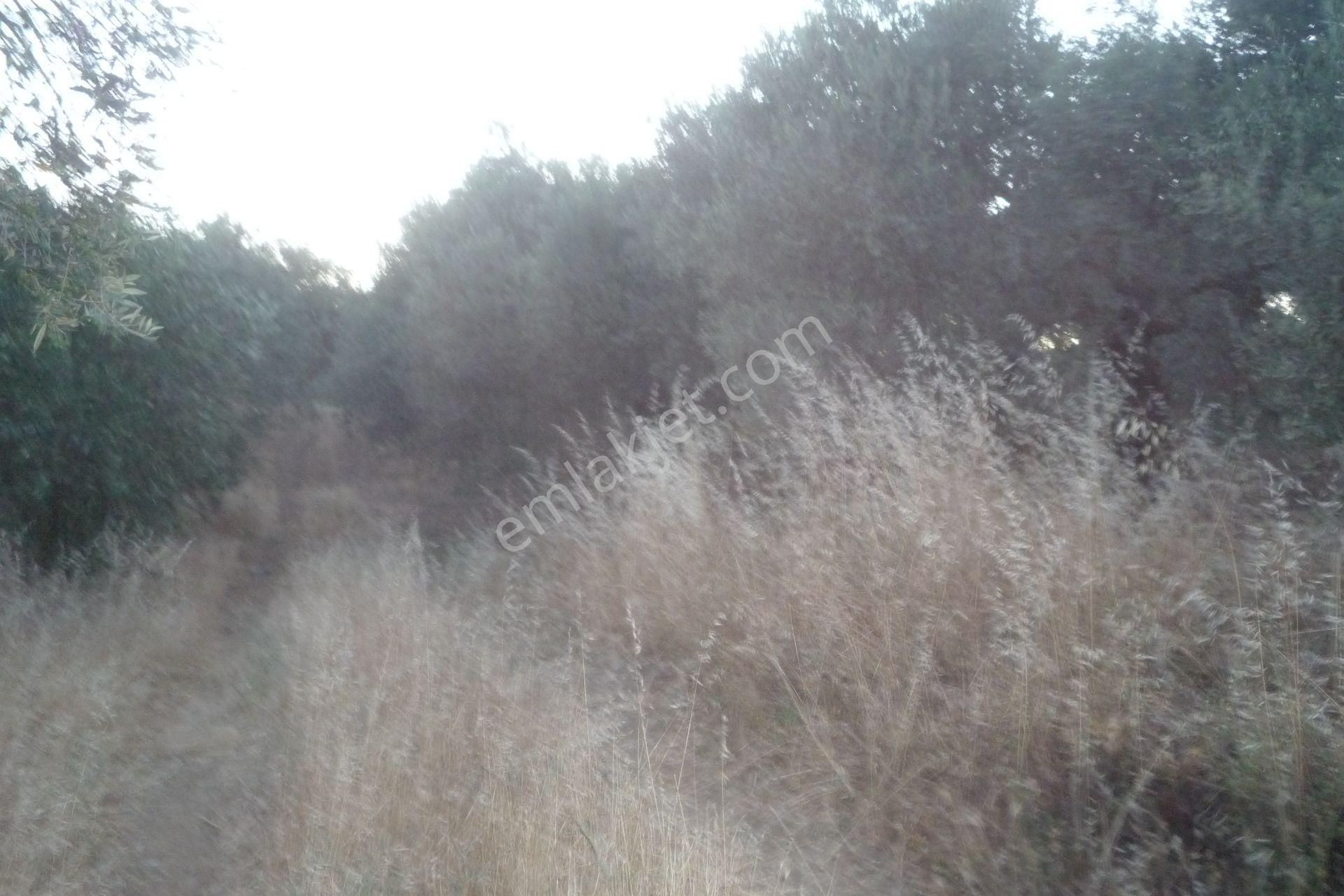 İzmir Torbalı Gold Emlaktan Satılık Verimli Zeytinlik - Görsel 7