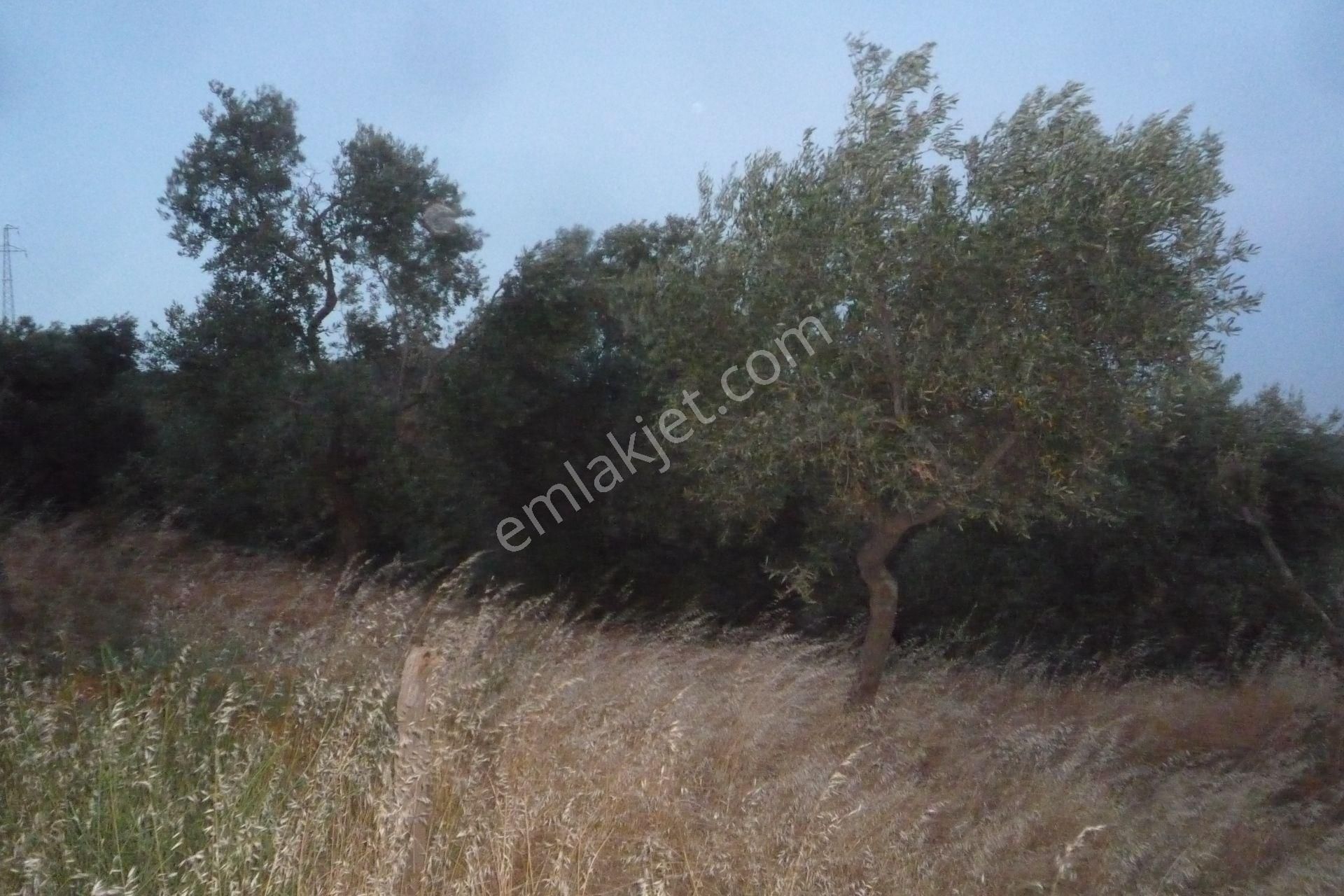 İzmir Torbalı Gold Emlaktan Satılık Verimli Zeytinlik - Görsel 11