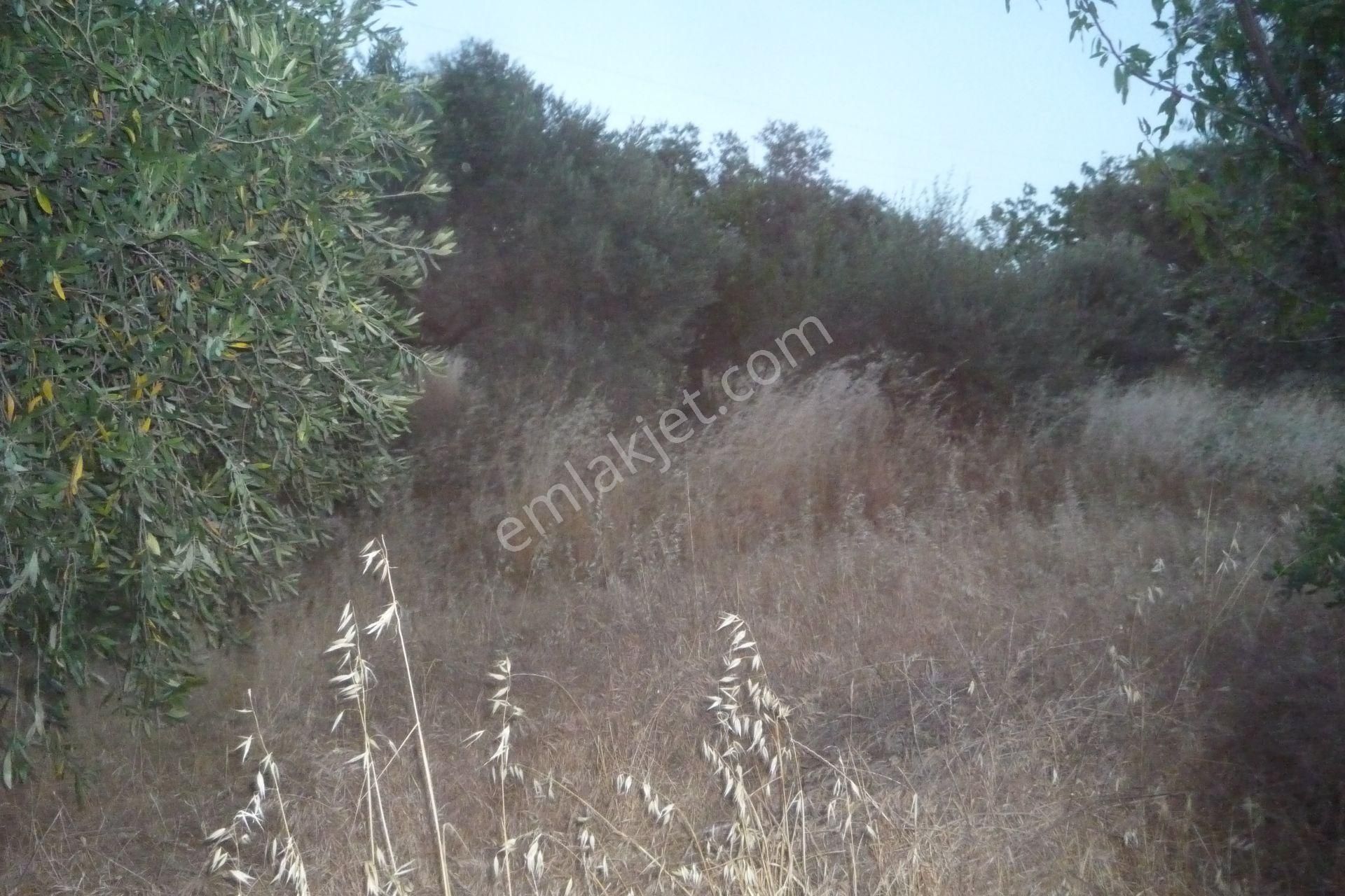 İzmir Torbalı Gold Emlaktan Satılık Verimli Zeytinlik - Görsel 4