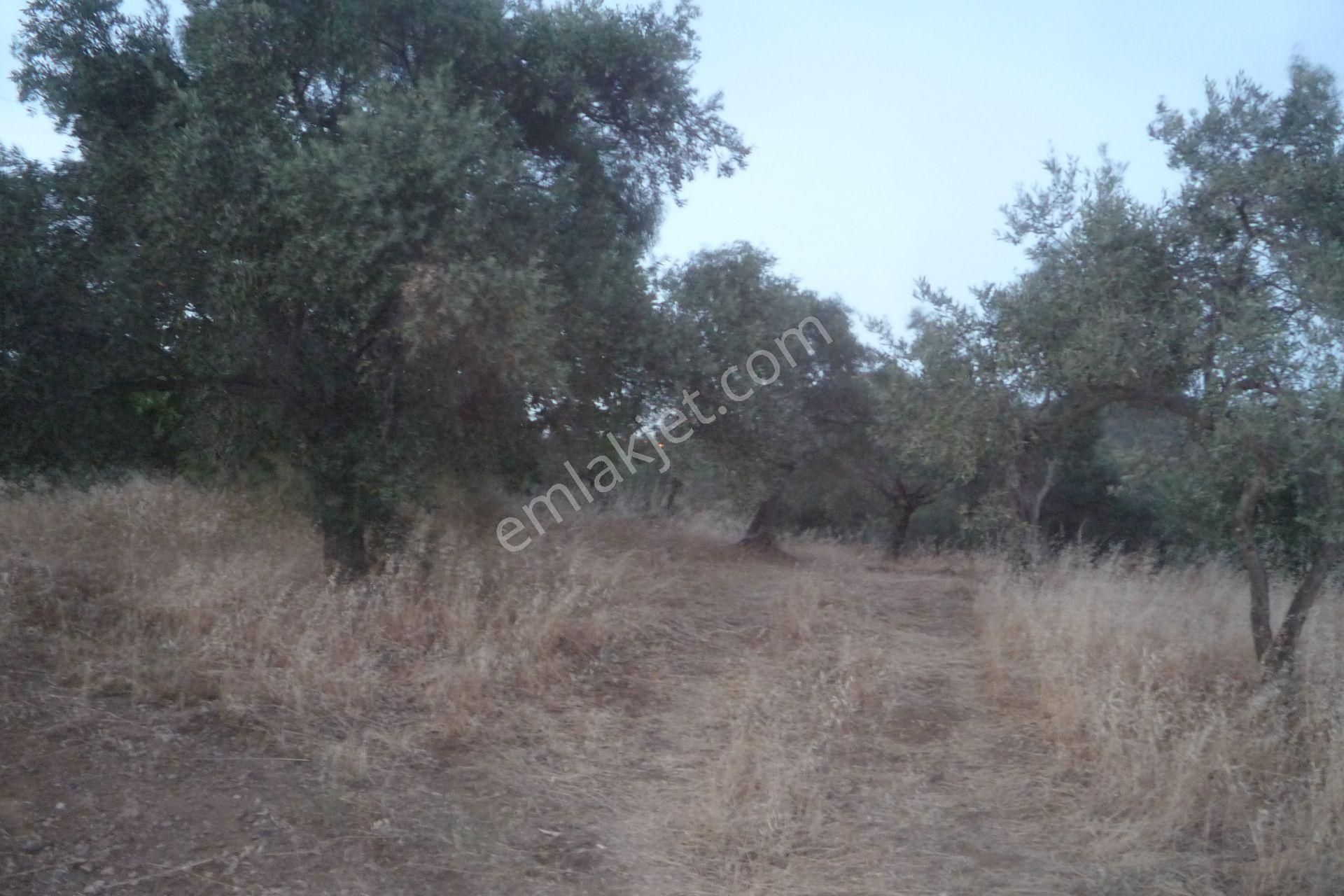 İzmir Torbalı Gold Emlaktan Satılık Verimli Zeytinlik - Görsel 9
