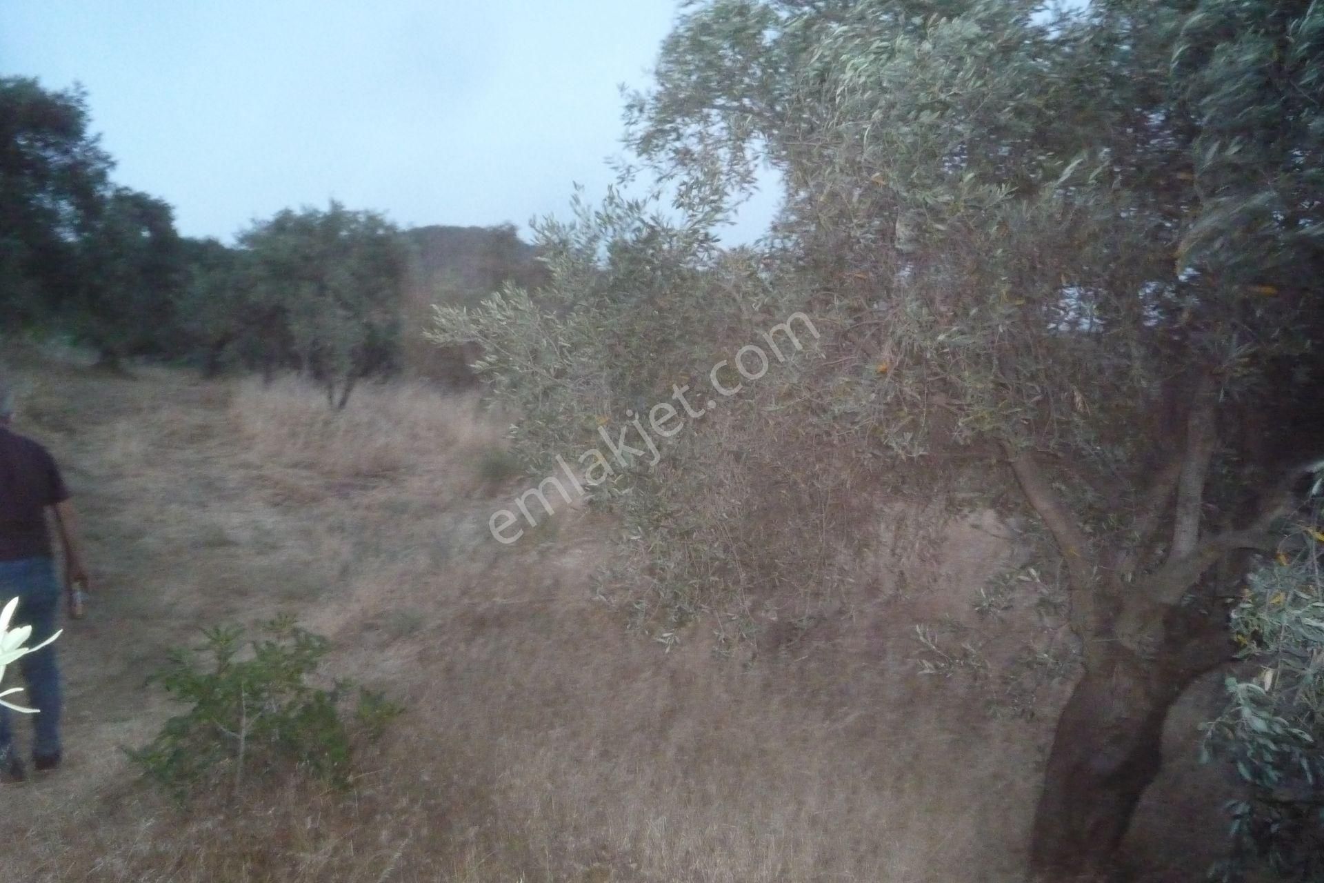 İzmir Torbalı Gold Emlaktan Satılık Verimli Zeytinlik - Görsel 6