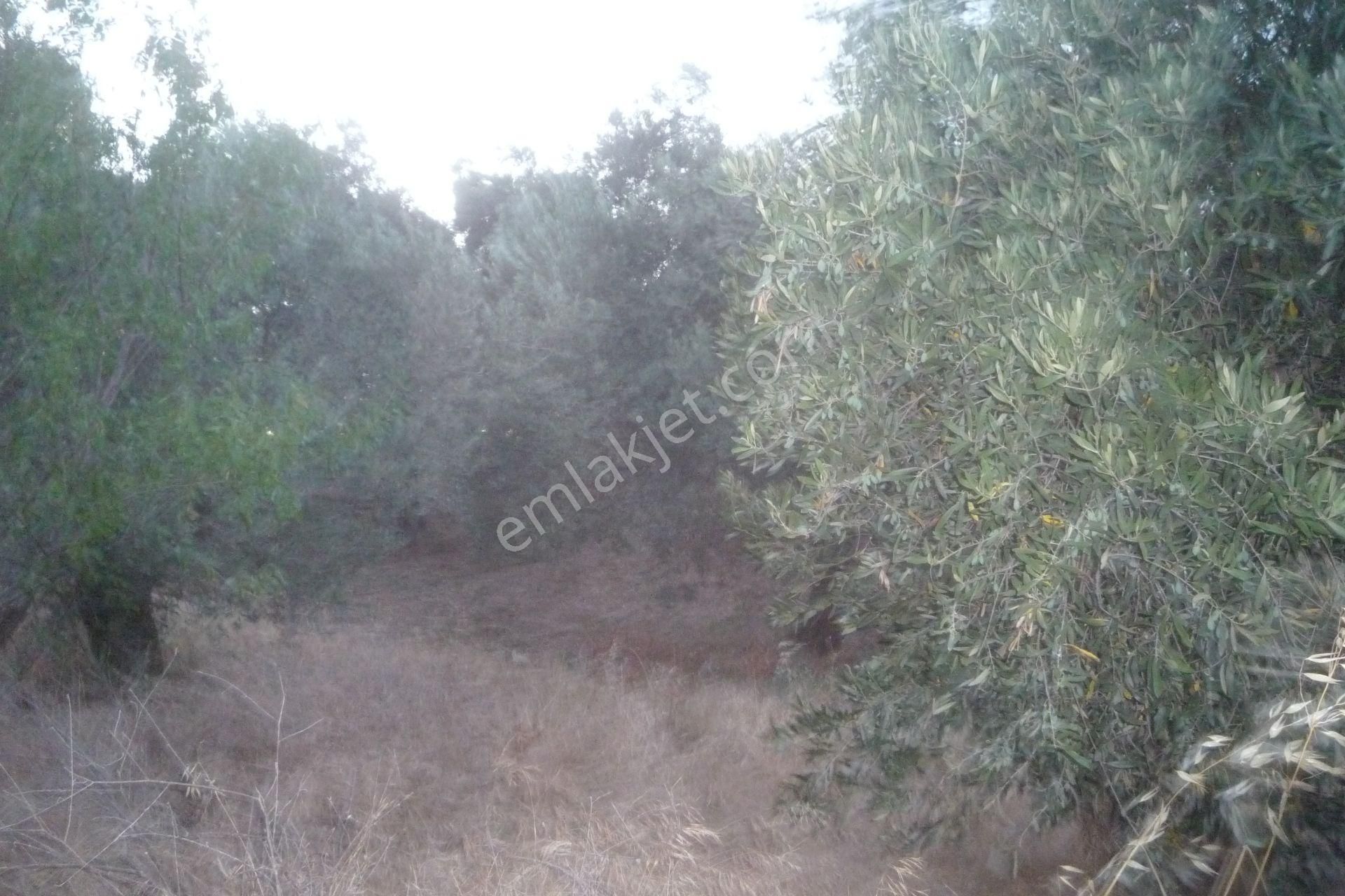 İzmir Torbalı Gold Emlaktan Satılık Verimli Zeytinlik - Görsel 5