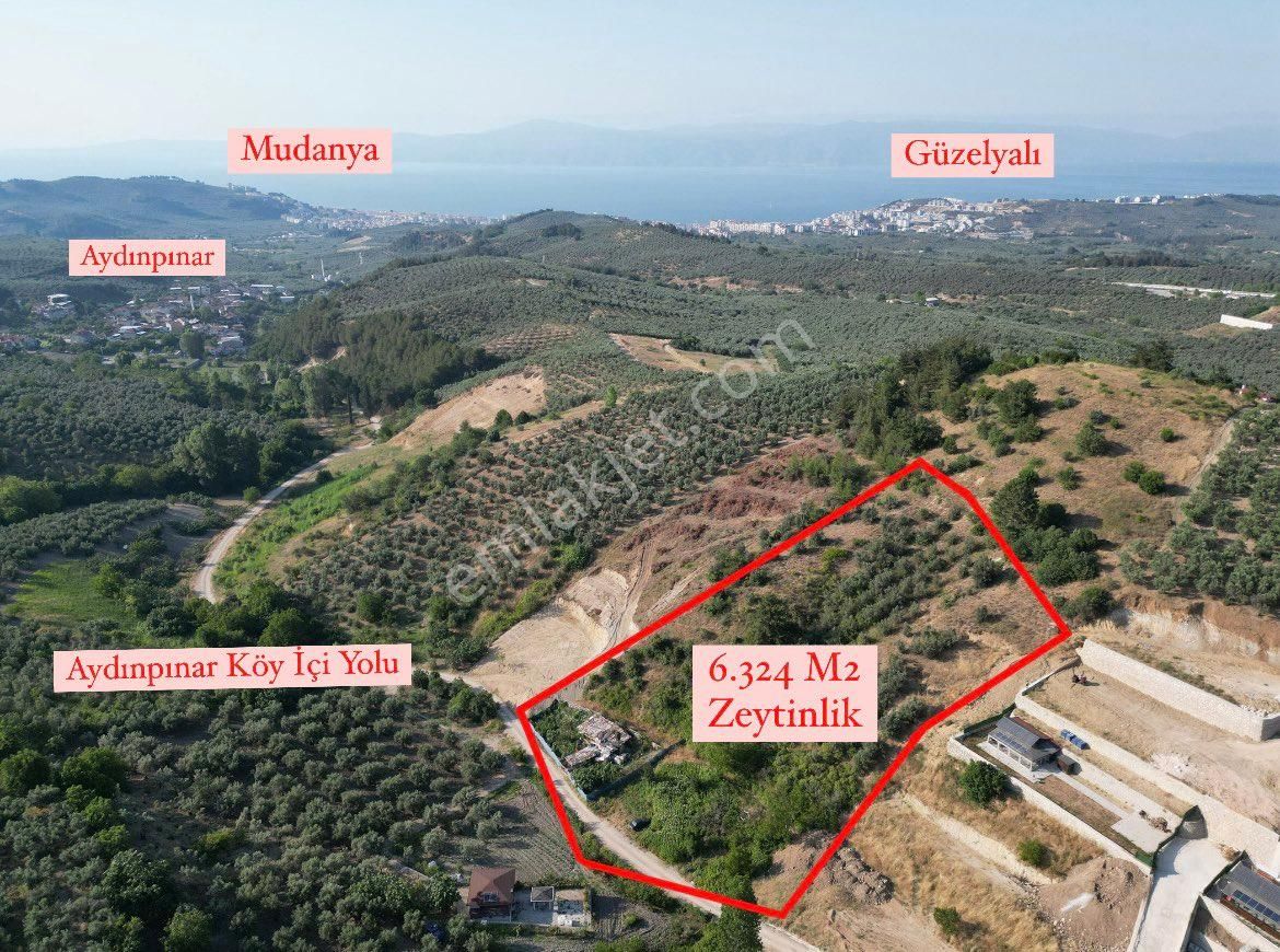 Mudanya Aydınpınar Satılık Zeytinlik MUDANYA AYDINPINAR’ DA RESMİ YOLA CEPHE 6.324 M2 SATILIK ZEYTİNLİK