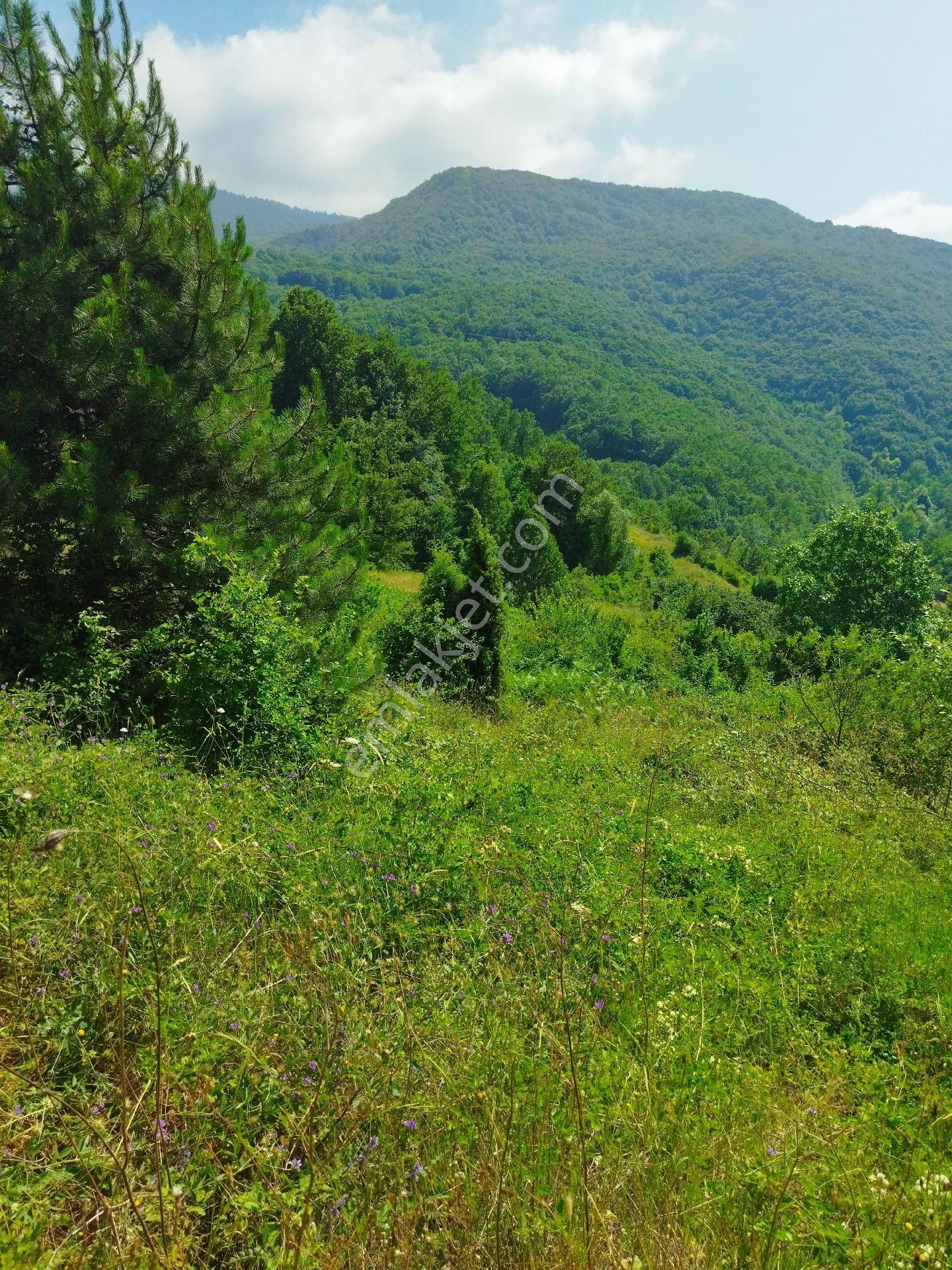 Mudurnu Tavşansuyu Köyü Satılık Tarla DOĞA MANZARALI 5 DÖNÜM 