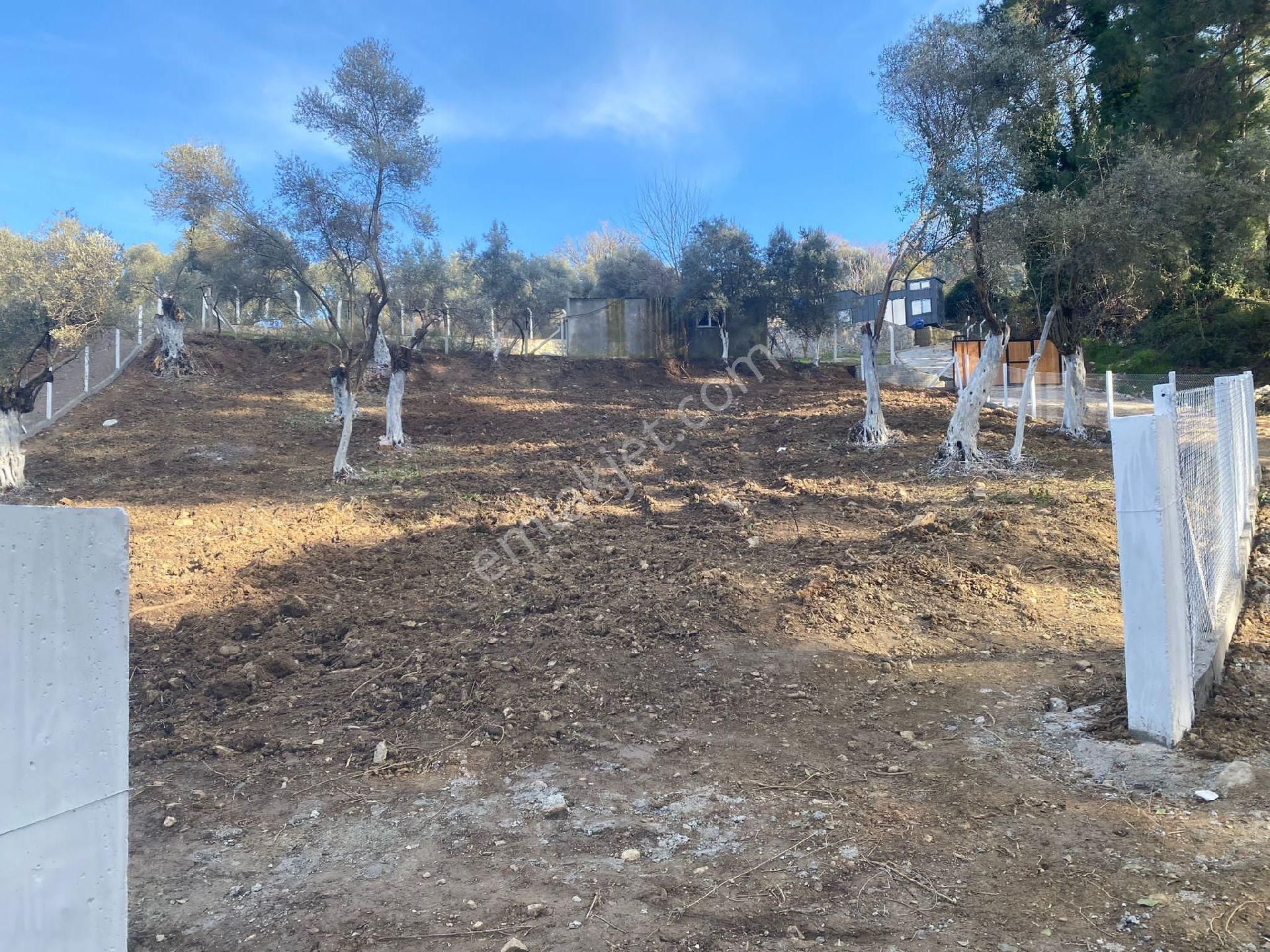 Selçuk Gökçealan Satılık Tarla selcuk gokcealan mah satilik arsa