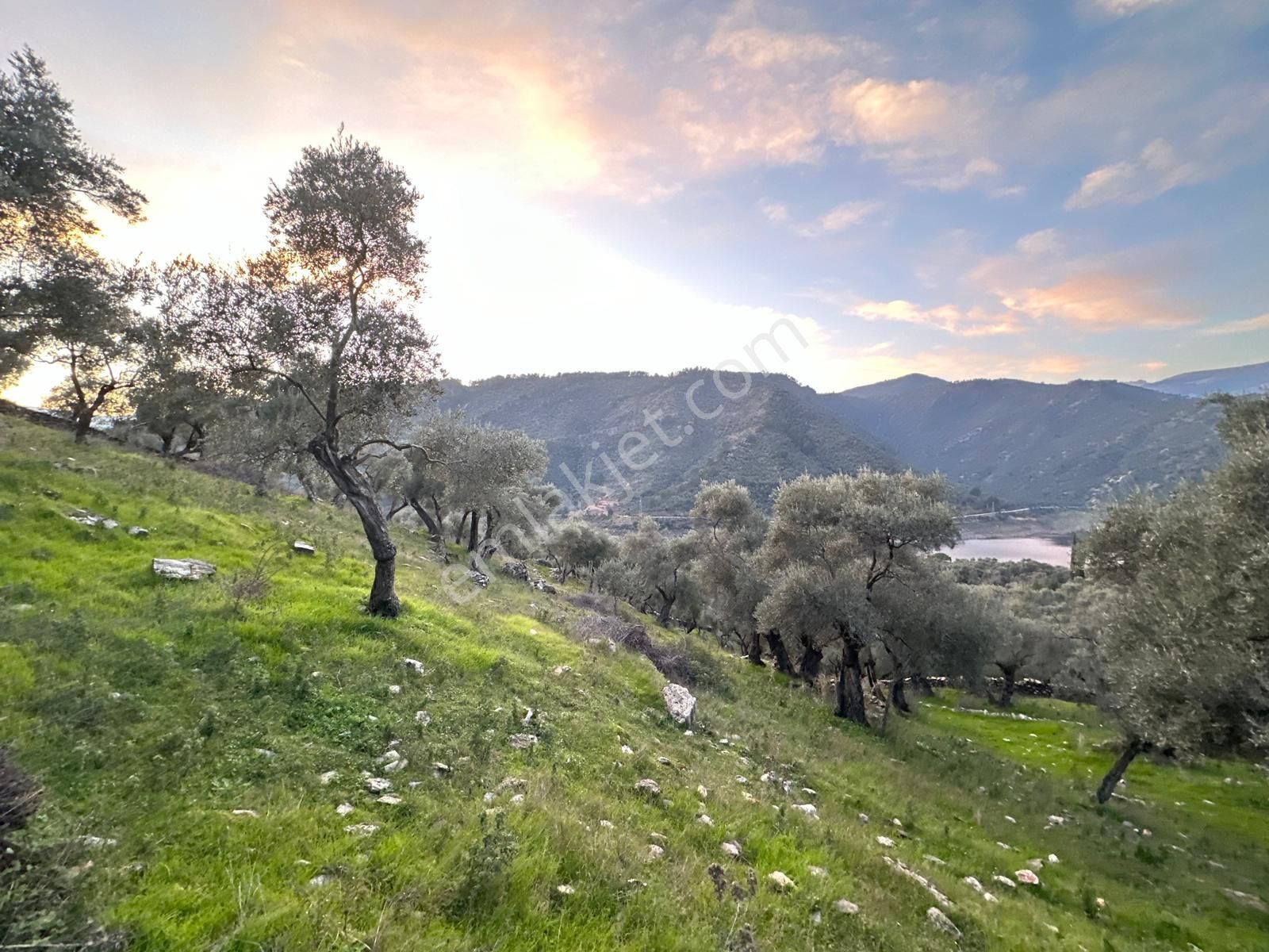 Milas Karşıyaka Satılık Zeytinlik  Tatil yörelerine yakın mesafede göl manzaralı zeytinlik...