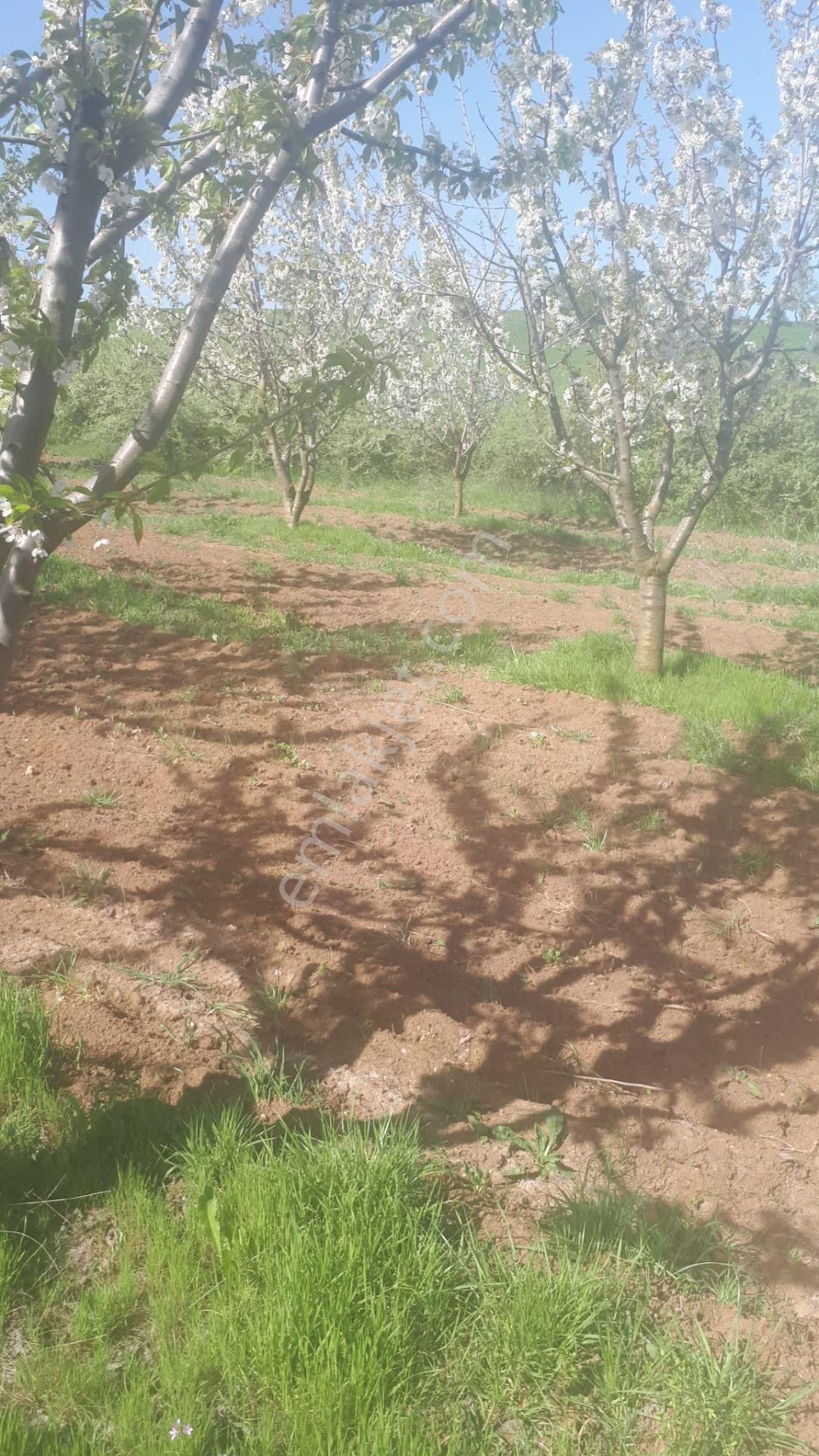 Osmaneli Balçıkhisar Köyü Satılık Bağ & Bahçe Bilecik Osmaneli Balçıkhisar Köyünde Satılık Kiraz Bakçesi