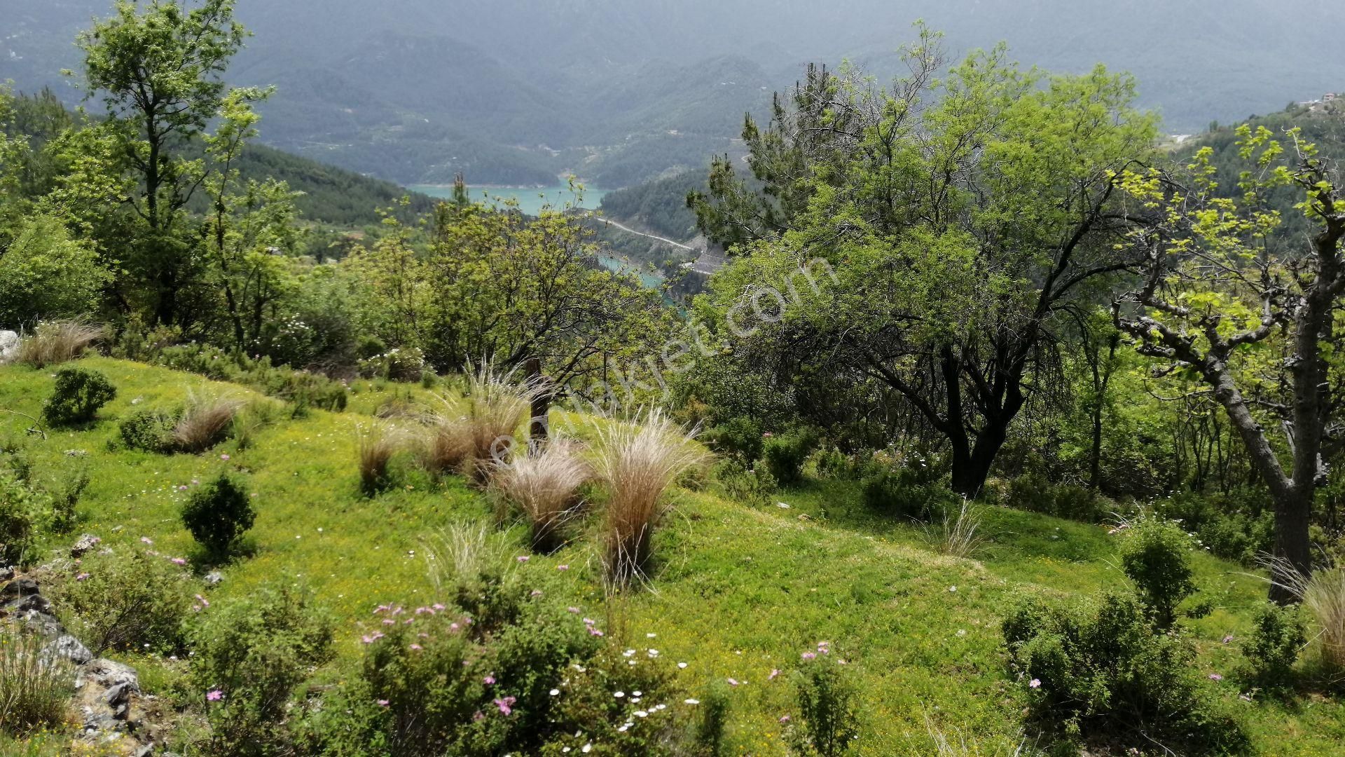 Alanya Üzümlü Satılık Tarla DİMÇAYI ÜZÜMLÜ DE SATILIK TARLA 