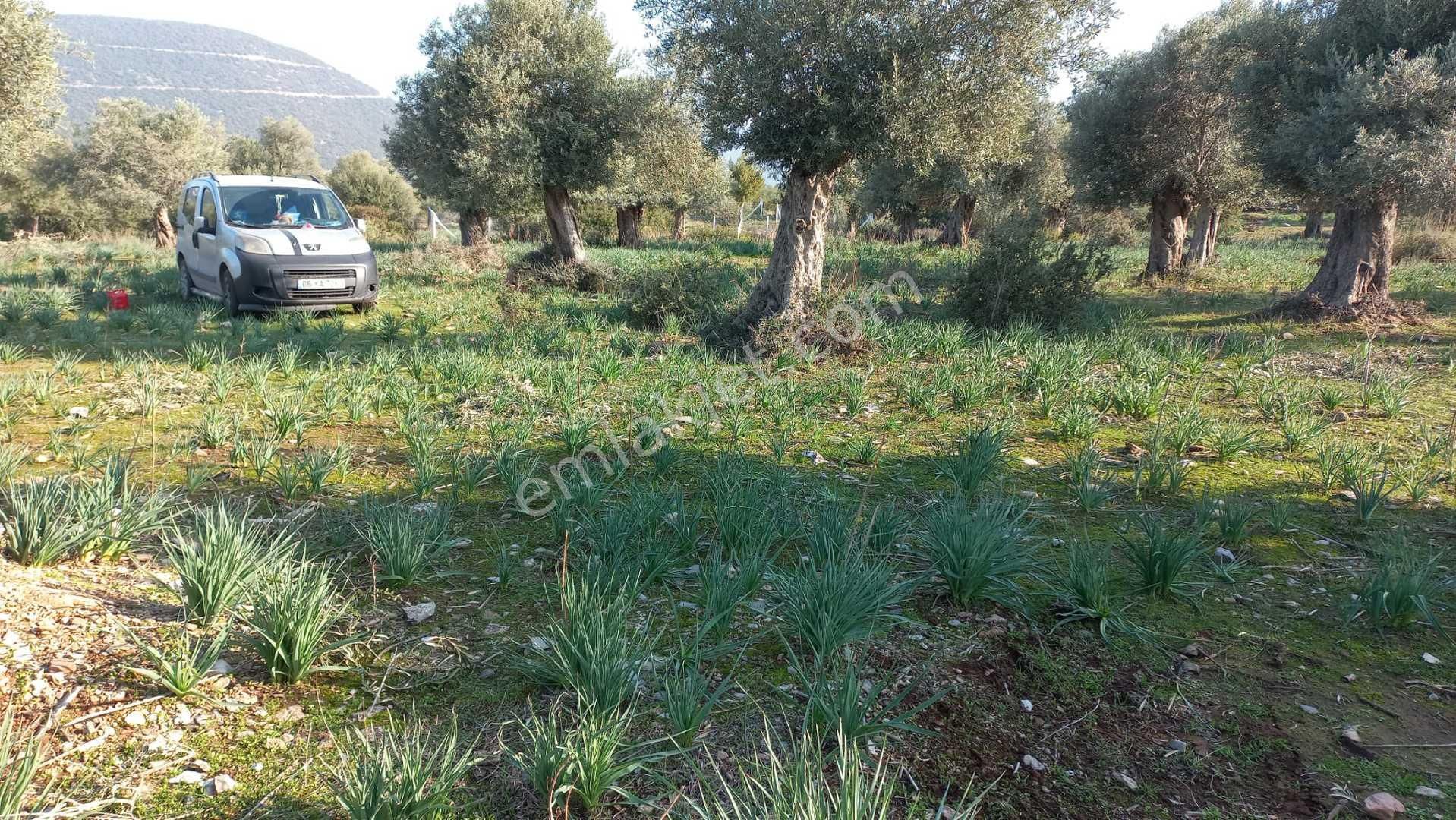 Balovada Villa Projesi Hazır 500 M2 Arsa - Görsel 9