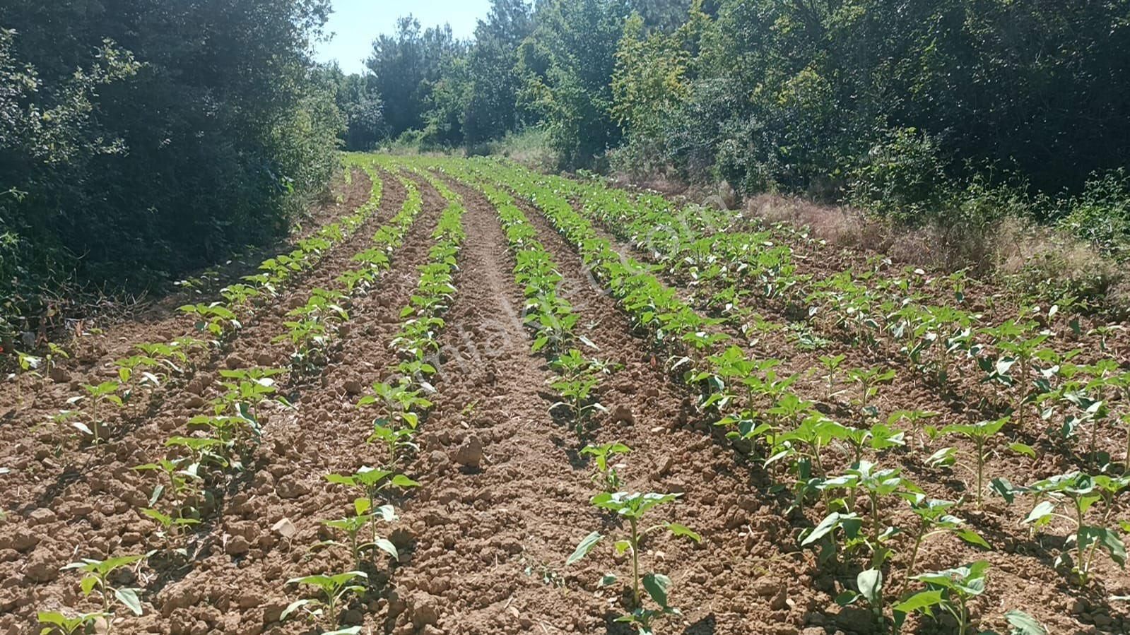 Malkara Kalaycı Satılık Bağ & Bahçe BİLGE EMLAKTAN MALKARA KALAYCI MAH BAĞ