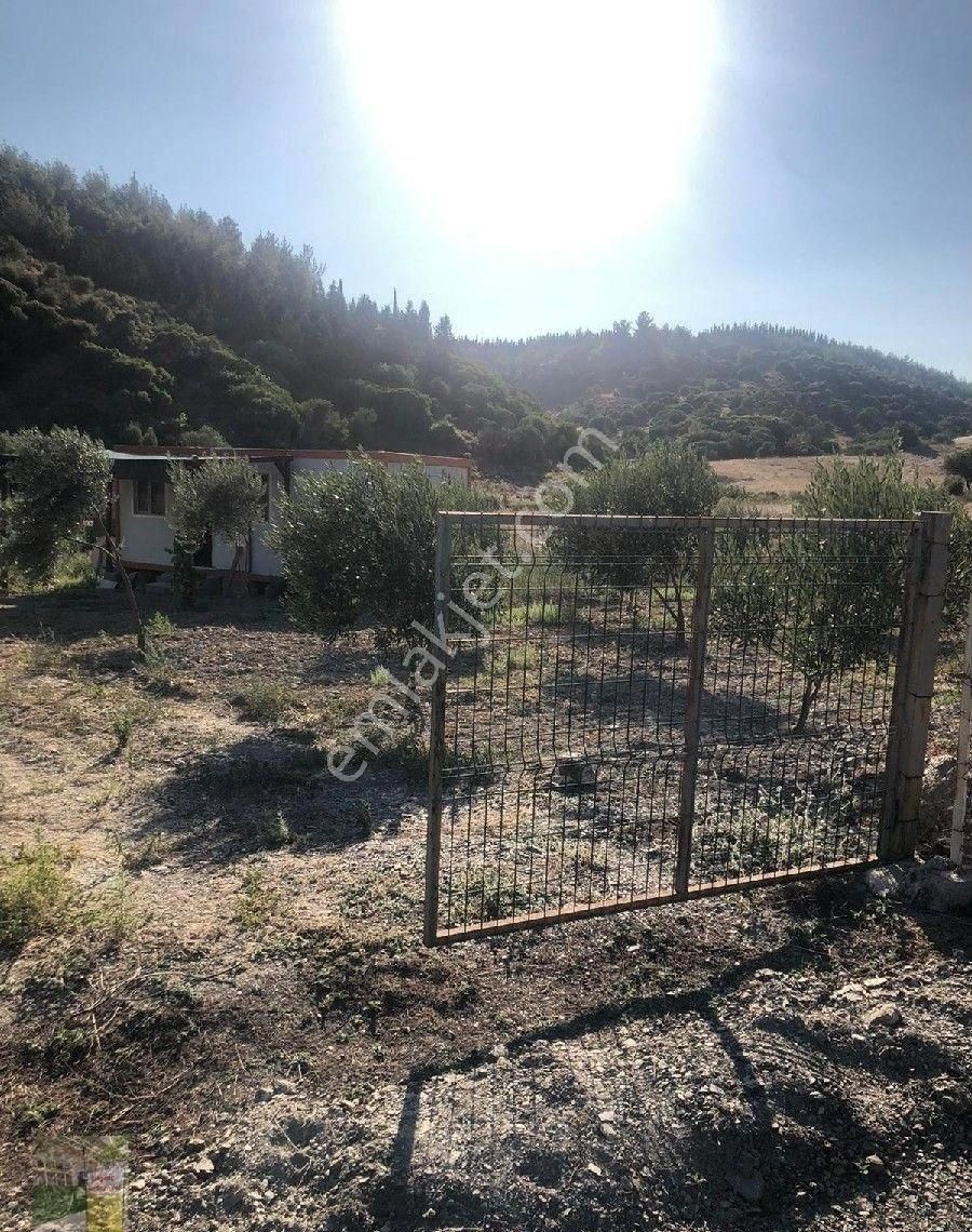 Seferihisar Orhanlı Köyünde Tarla Ve Konteyner - Görsel 2