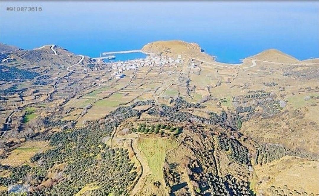 Erdek Kestanelik Satılık Zeytinlik Erdek Kestanelik Mah. 925 m2 Satılık Arsa