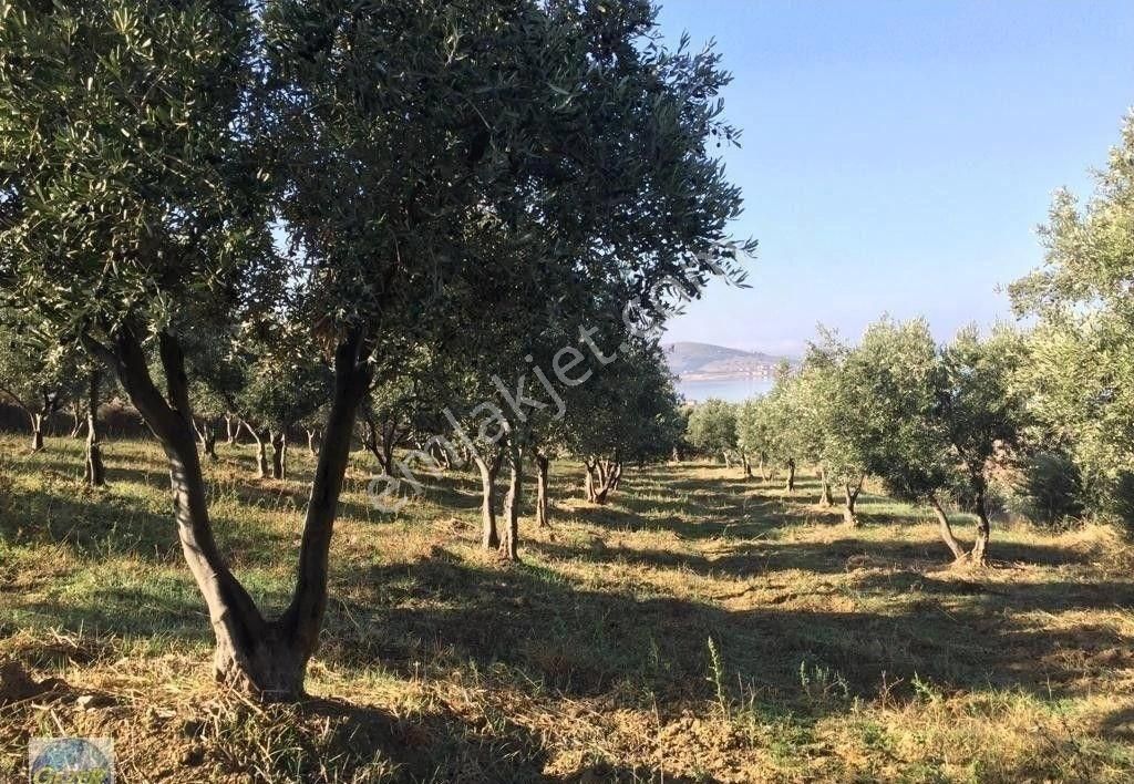 Erdek Paşalimanı Satılık Zeytinlik Erdek'te Deniz Manzaralı 20 Dönüm Verimli Zeytinlik