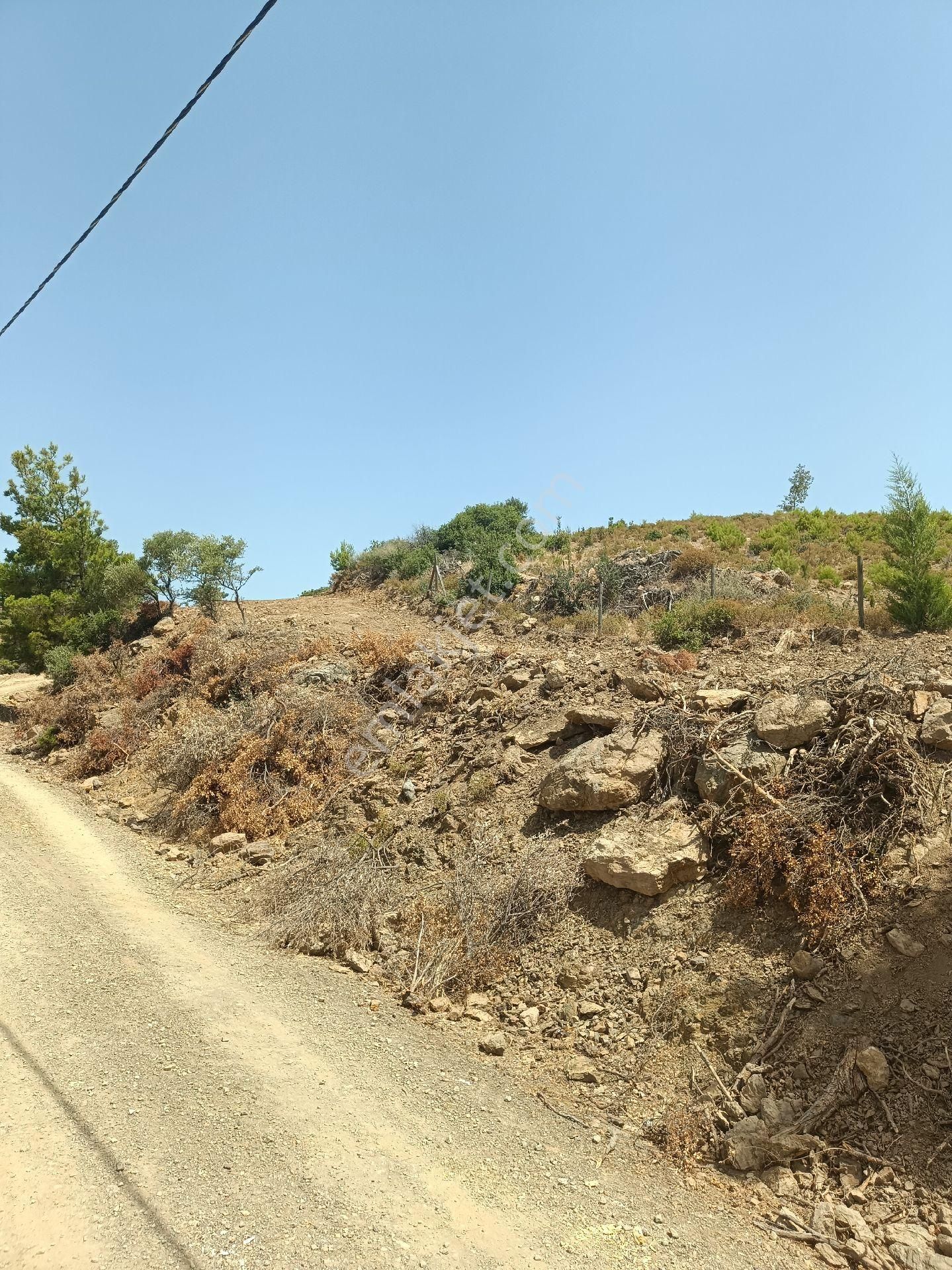 İzmir Seferihisar Eski Orhanlı Köyünde Satılık 710 M2 Satılık Zeytinlik - Görsel 6