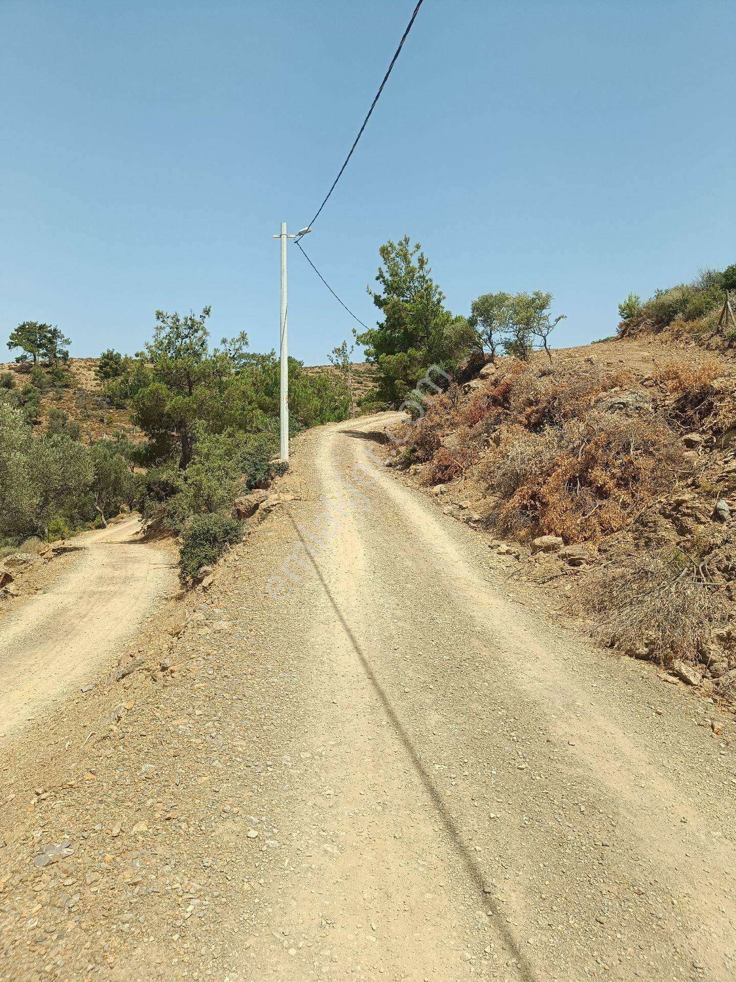 İzmir Seferihisar Eski Orhanlı Köyünde Satılık 710 M2 Satılık Zeytinlik - Görsel 5