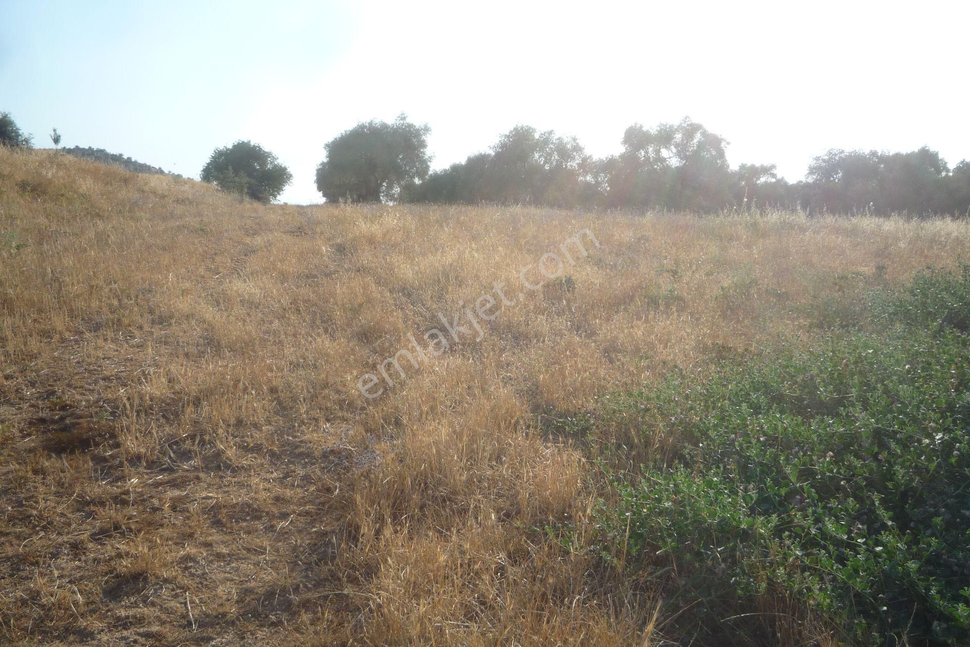 İzmir Torbalı Gold Emlaktan Tirede Satılık Tarla - Görsel 11