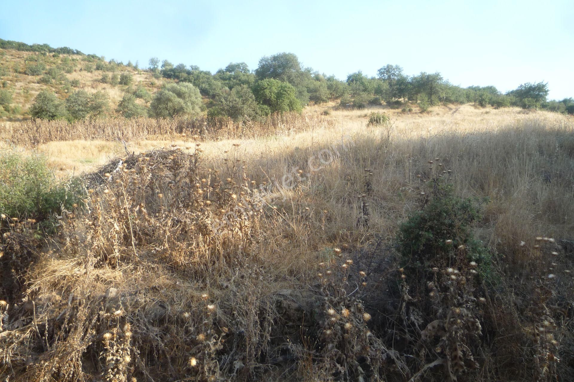 İzmir Torbalı Gold Emlaktan Tirede Satılık Tarla - Görsel 3