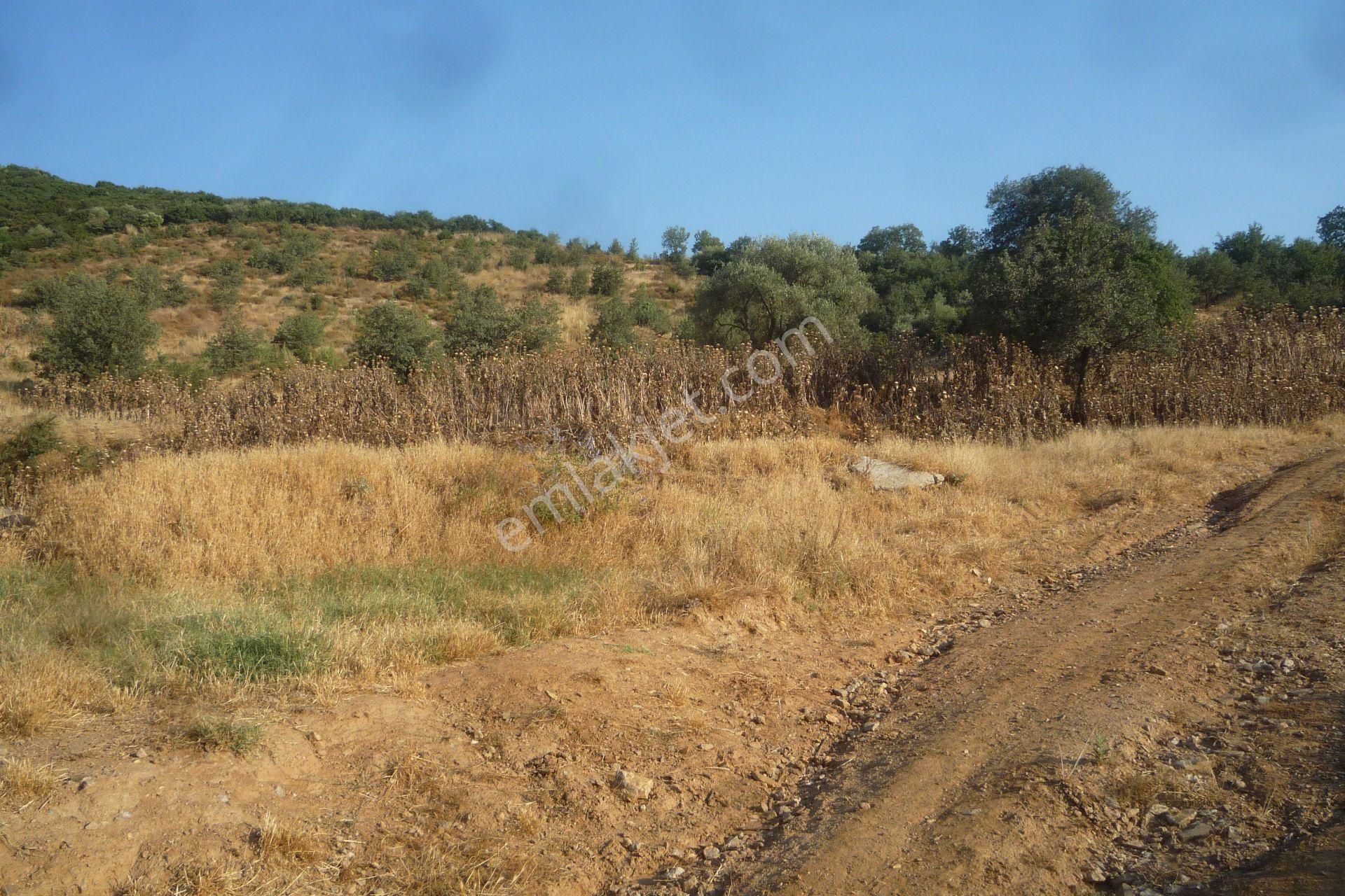 İzmir Torbalı Gold Emlaktan Tirede Satılık Tarla - Görsel 6