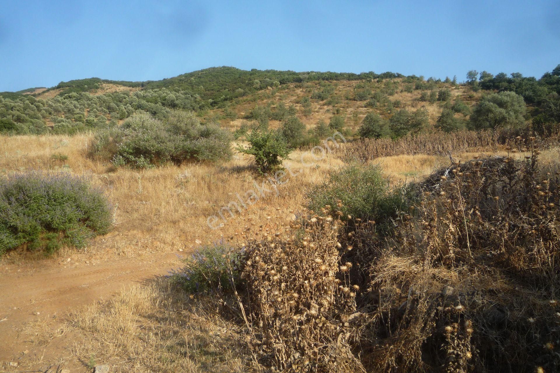 İzmir Torbalı Gold Emlaktan Tirede Satılık Tarla - Görsel 2