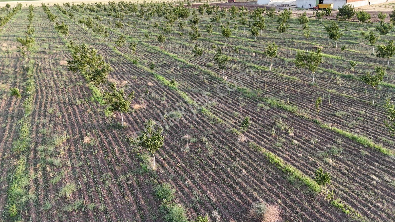 Tepebaşı Yakakayı Satılık Tarla ŞANLİ GAYRİMENKUL CEVIZ BAHCESI