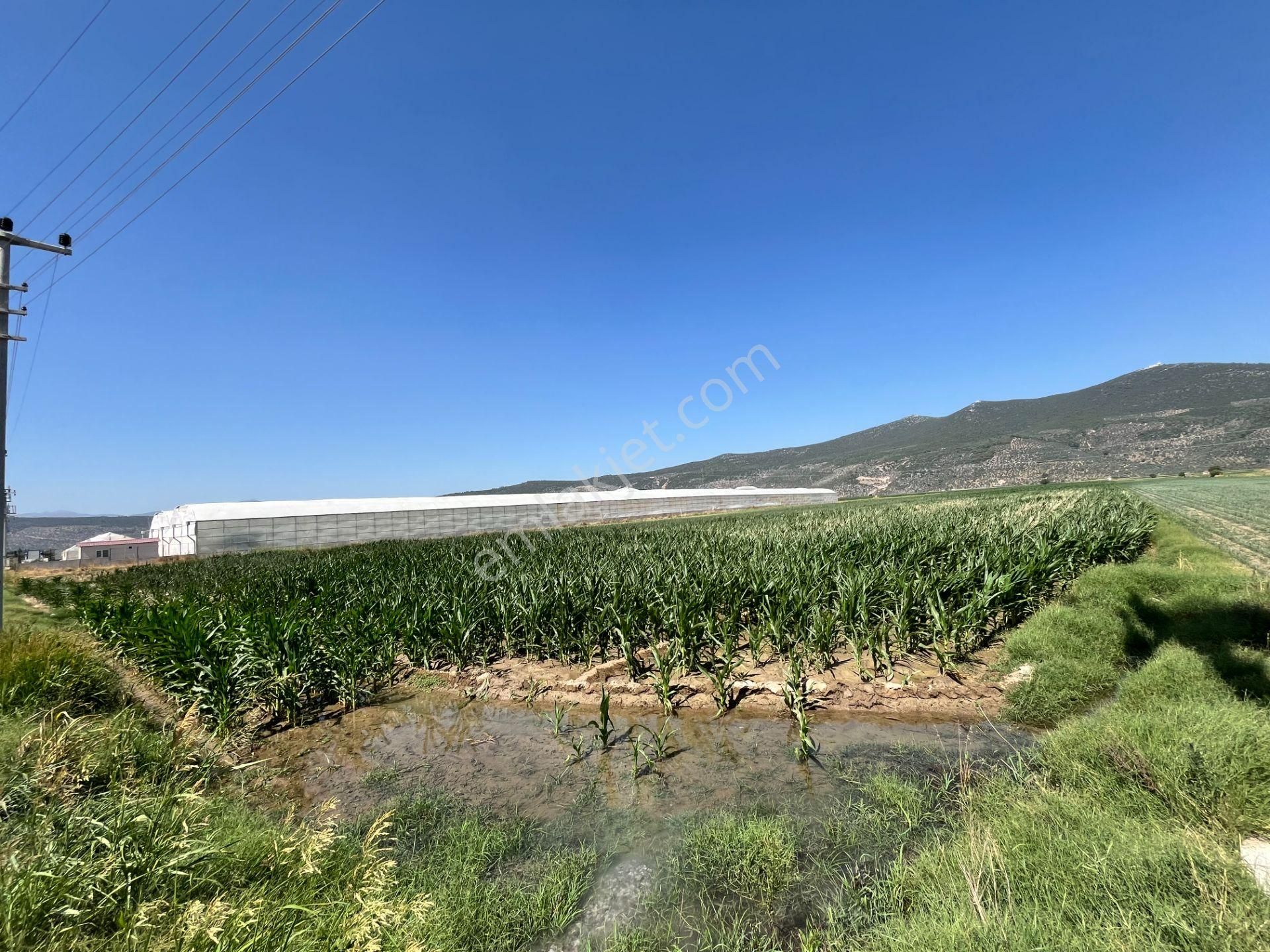 Muğla/milas/damlıboğaz Köyünde Yola Cepheli 2 Parsel Halinde Toplamda 20.504 M2 Satılık Tarlalar - Görsel 7