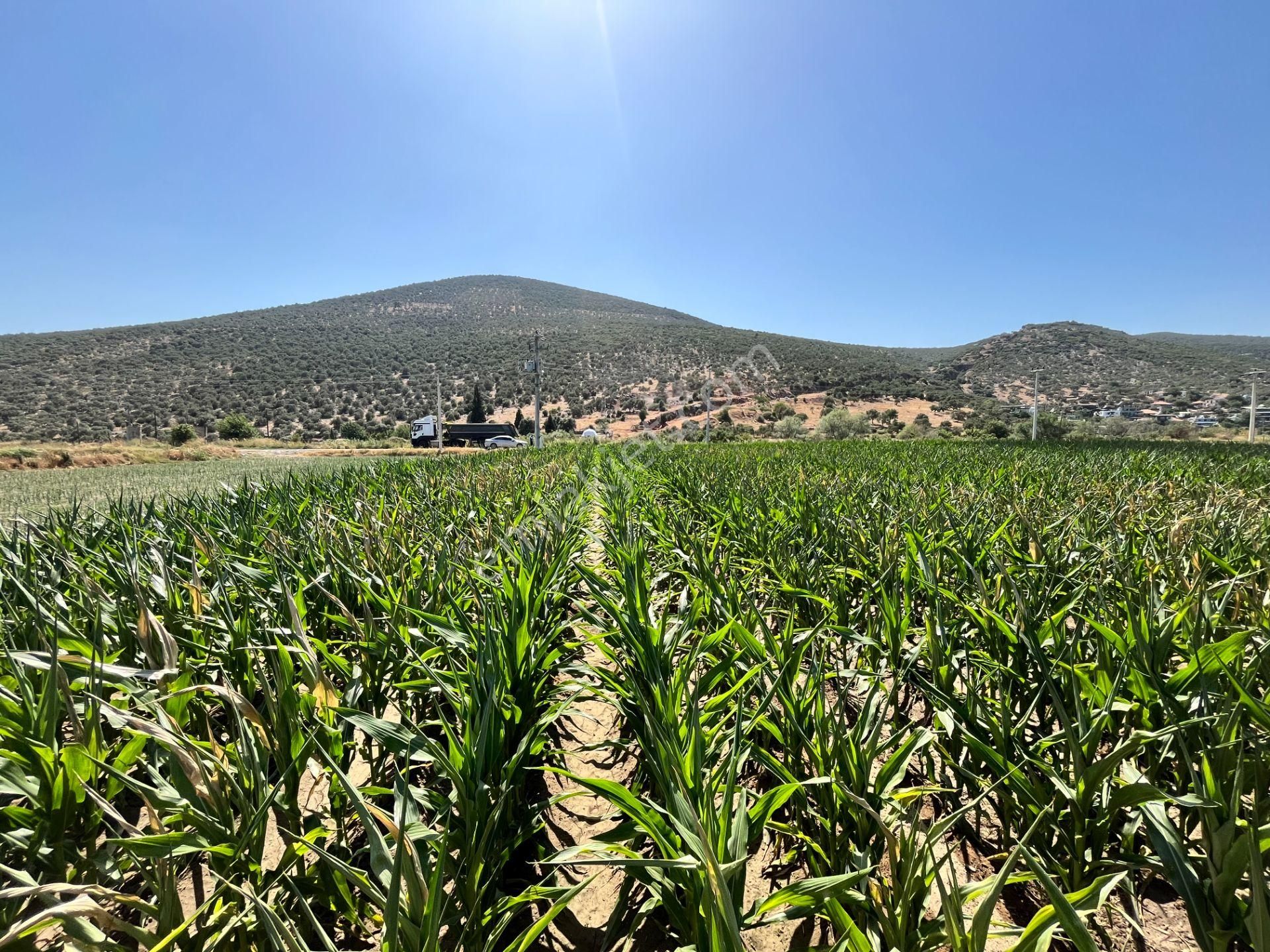 Muğla/milas/damlıboğaz Köyünde Yola Cepheli 2 Parsel Halinde Toplamda 20.504 M2 Satılık Tarlalar - Görsel 8
