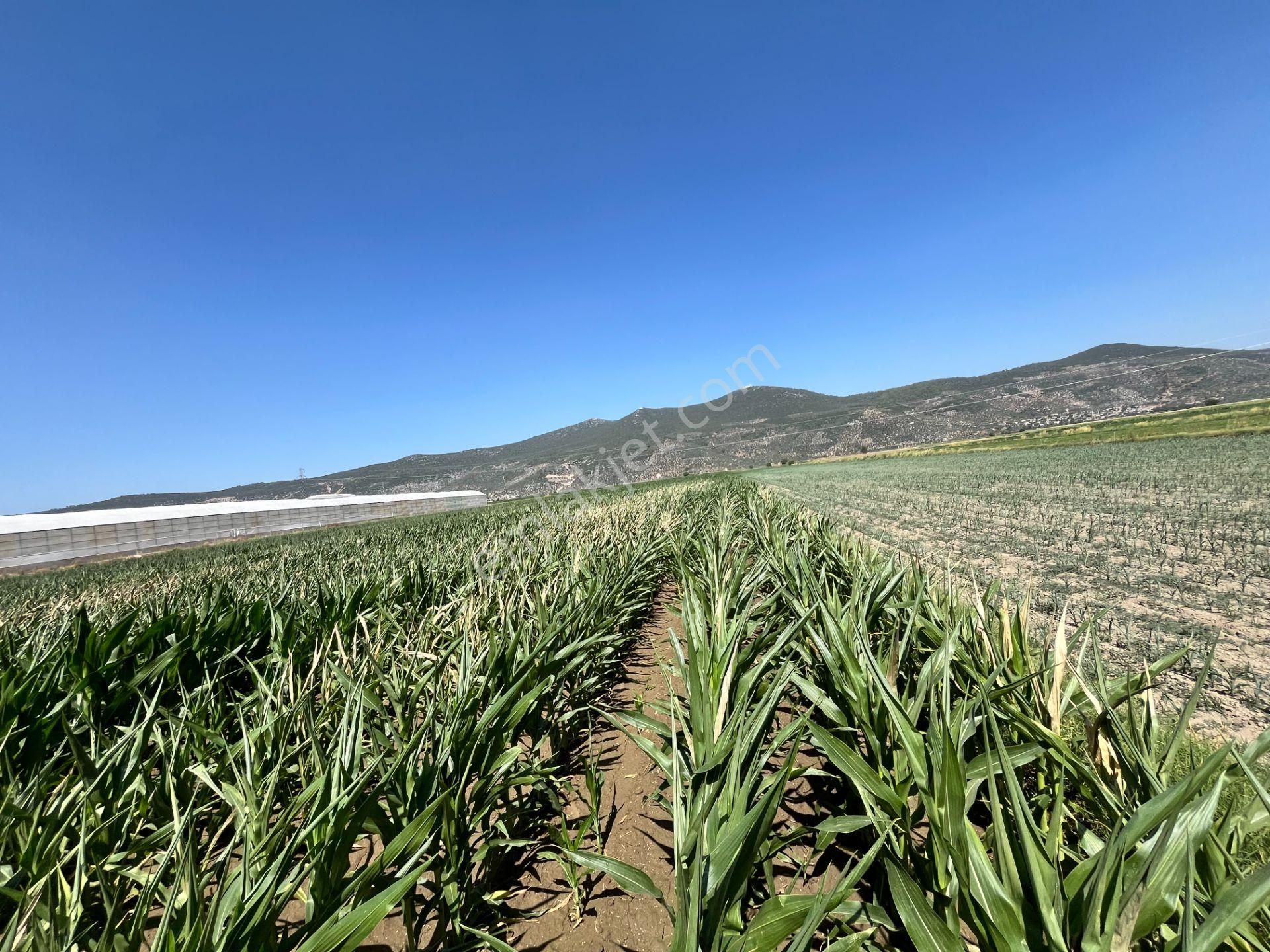 Muğla/milas/damlıboğaz Köyünde Yola Cepheli 2 Parsel Halinde Toplamda 20.504 M2 Satılık Tarlalar - Görsel 2