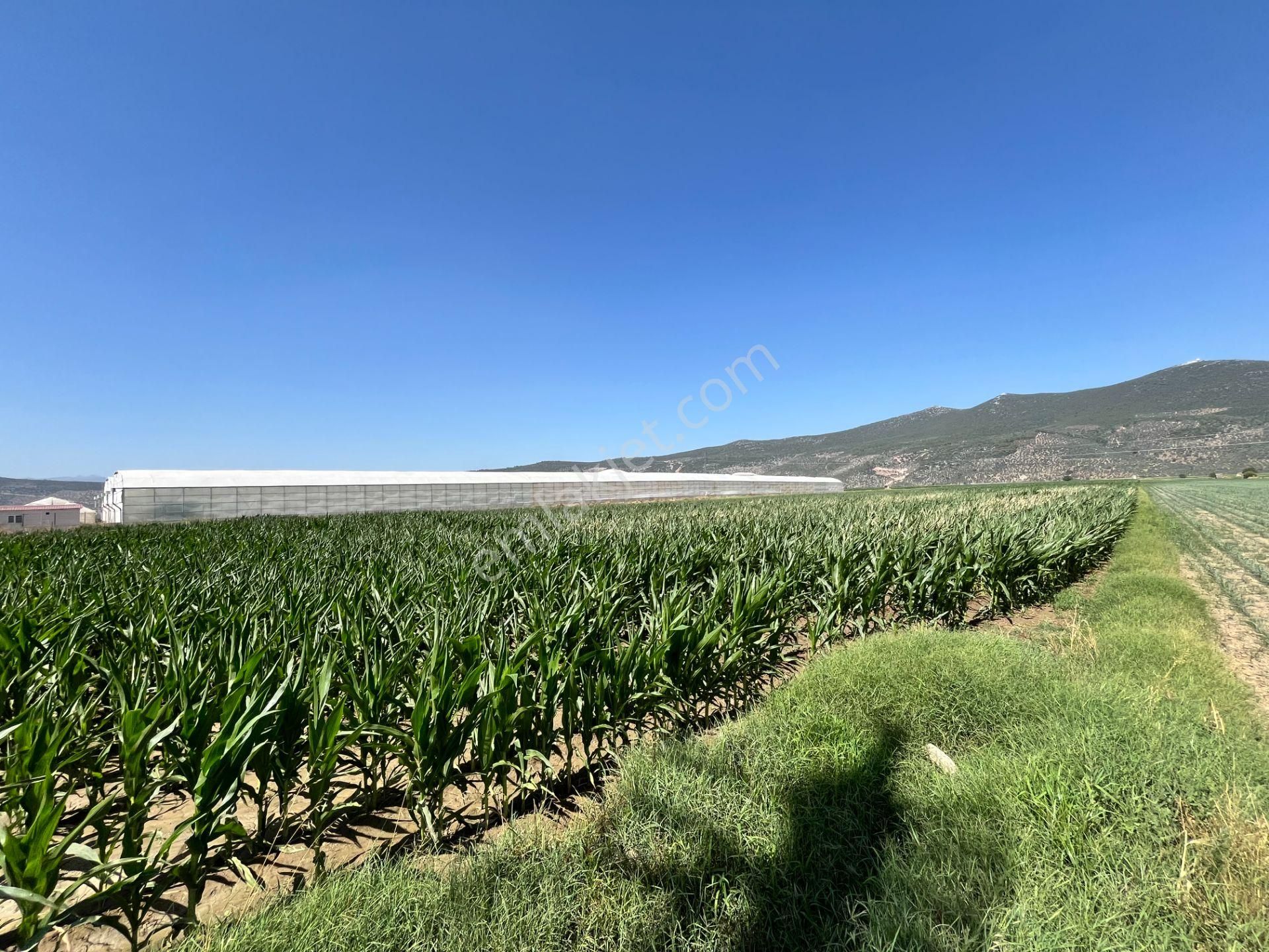 Muğla/milas/damlıboğaz Köyünde Yola Cepheli 2 Parsel Halinde Toplamda 20.504 M2 Satılık Tarlalar - Görsel 6