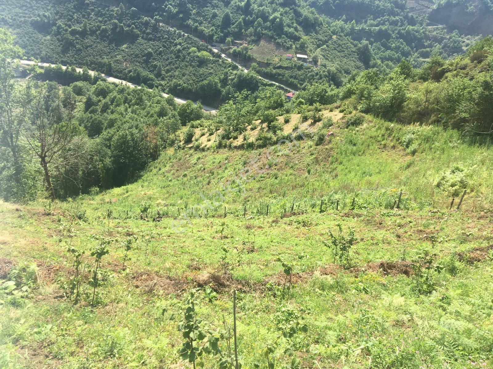 Beşikdüzü Takazlı Satılık Bağ & Bahçe 3 PARSEL BAKIMLI ARAZİ