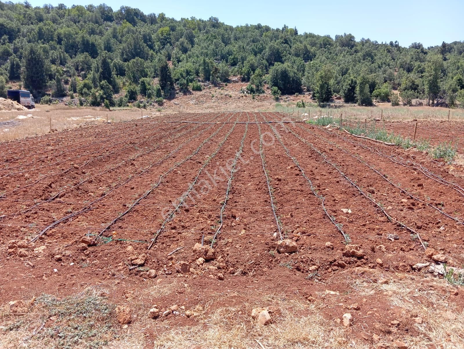 Erdemli Tabiye Satılık Tarla Erdemli Tapureli Mahallesi Satılık 567 M2 Parsel