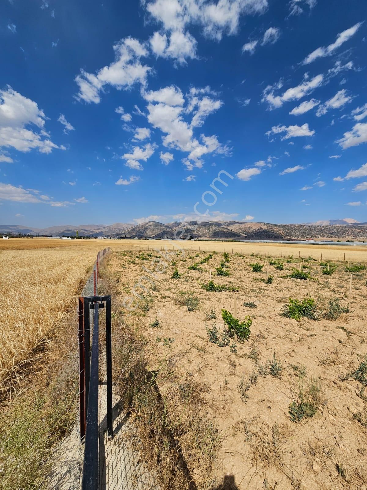Antalya Elmalı Bozhüyük Mahalle Merkezine Yakın Mesafede 1.535m2 Satılık Üzüm Bağı - Görsel 13