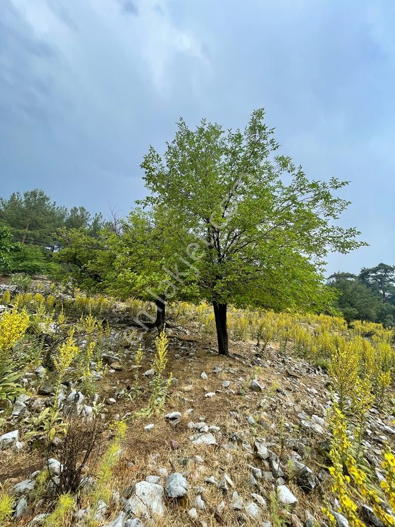 Milas Kayadere Satılık Tarla  Milas Kayadere Köyü'nde 2400 m2 Zeytinli Tarla