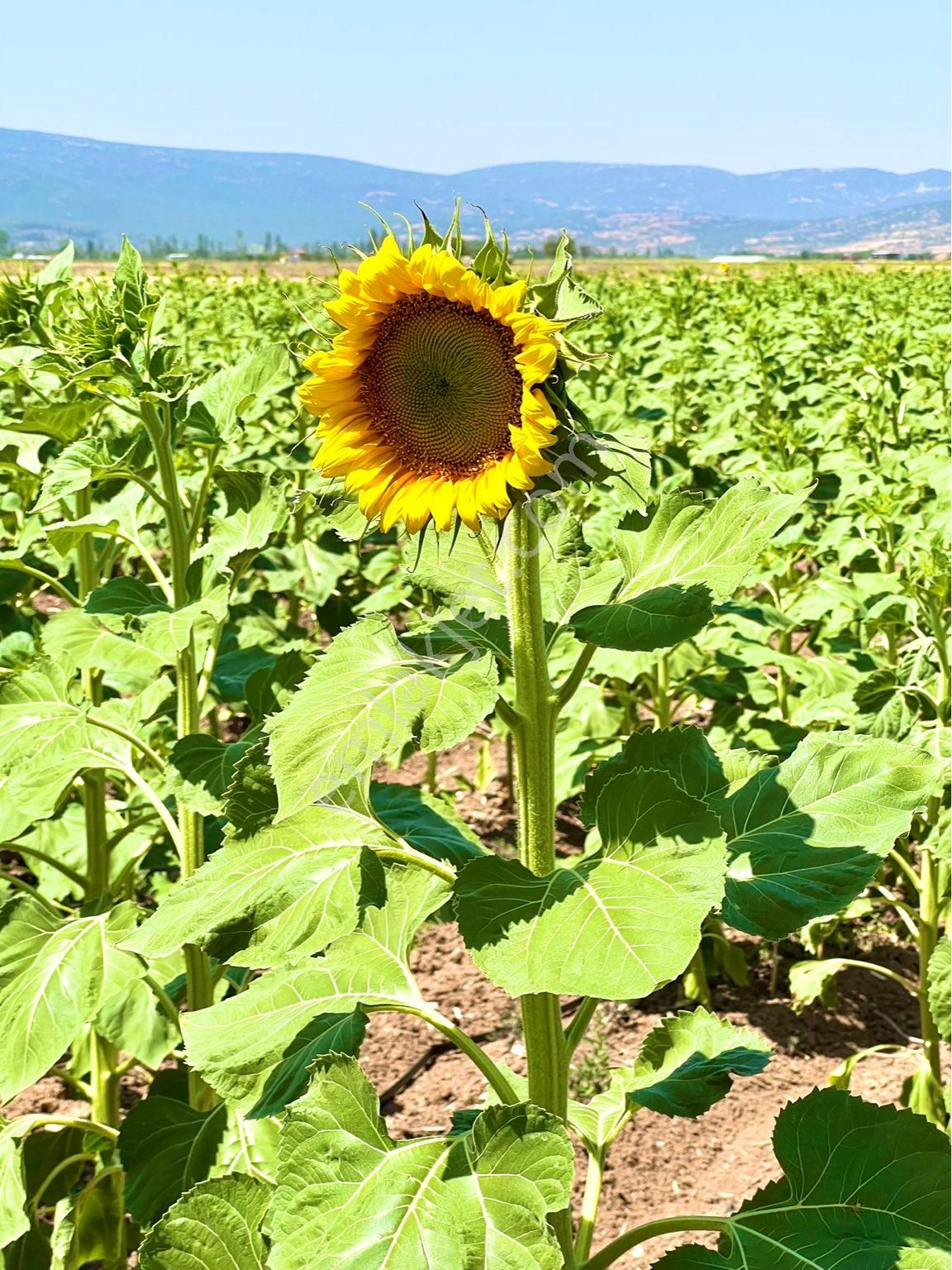 Tavas Medet Satılık Tarla TAVAS MEDETTE 2.000m2 KAYAK MERKEZİ YOLUNDA SATILIK TARLA