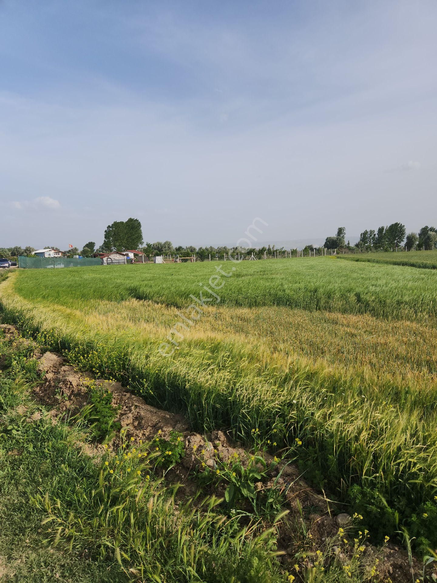 Suluova Kolay Köyü Satılık Arazi Amasya Suluova Kolay 2300 m yol cepheli tarla