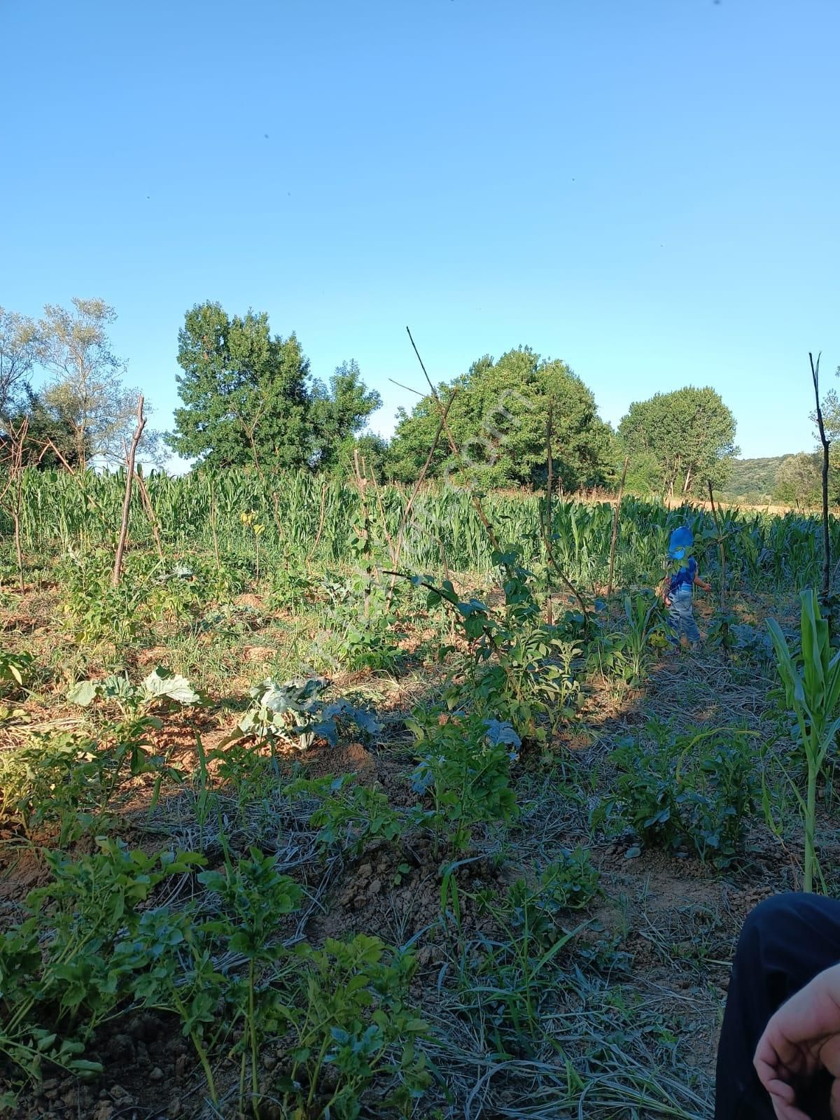 Adapazarı Kayrancık Köyünde Satılık 1271m² Tarla...erd'den - Görsel 13