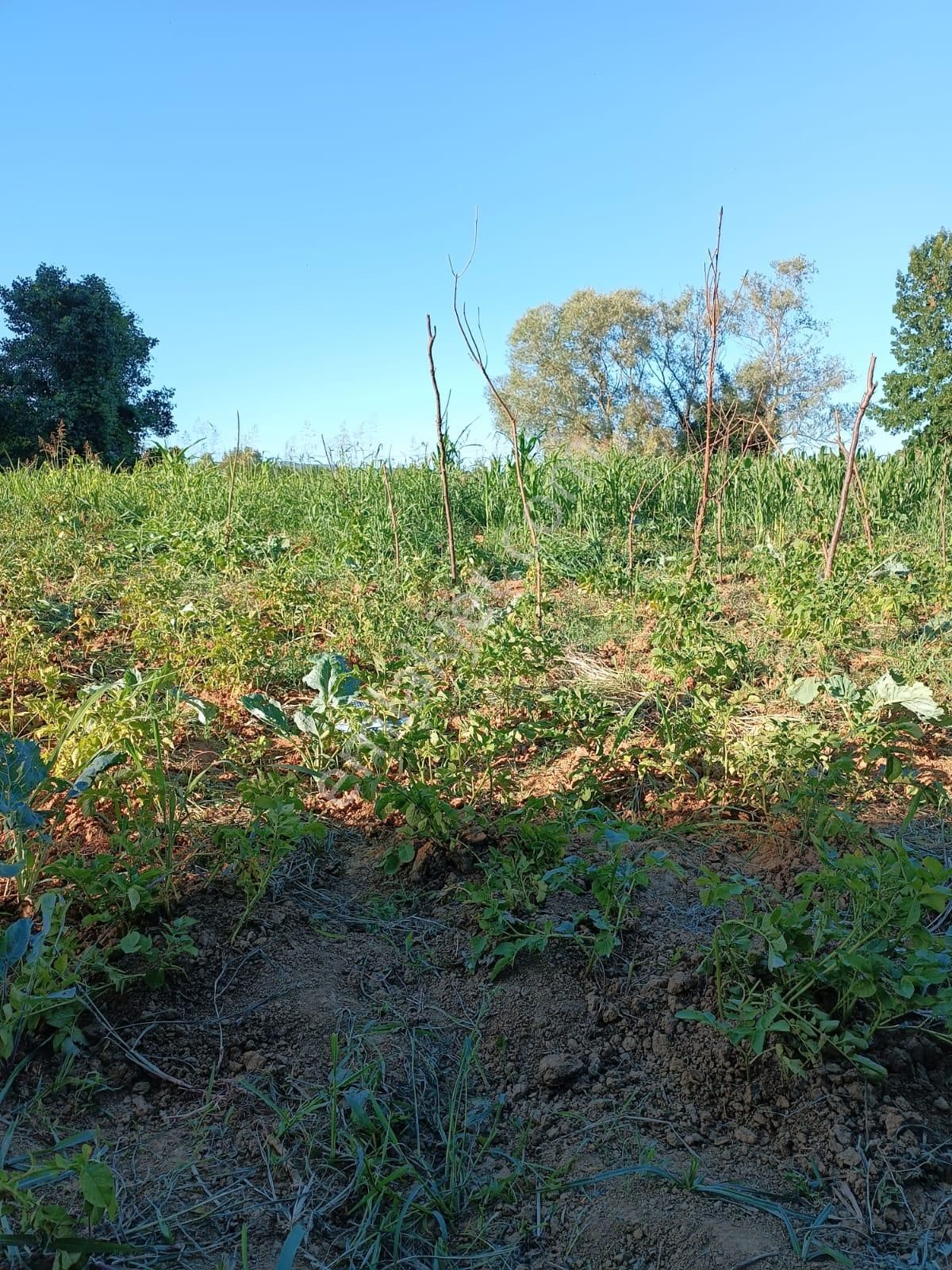 Adapazarı Kayrancık Köyünde Satılık 1271m² Tarla...erd'den - Görsel 8