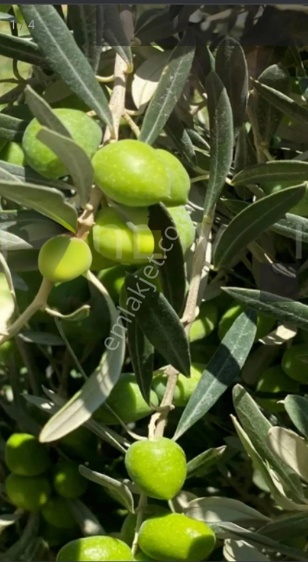 Doğa'dan İzmir Bayındır'da Yatırımlık Zeytinlik