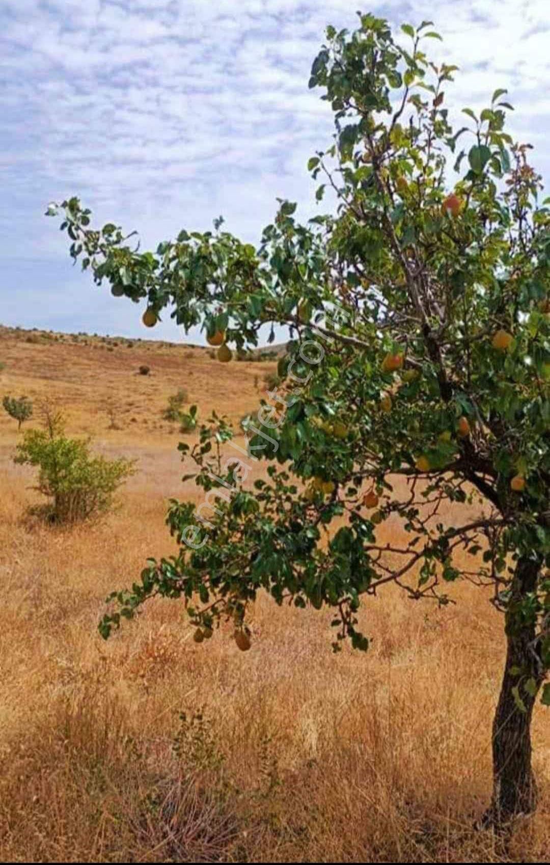 Yeşilyurt Çavuşoğlu Satılık Tarla Uygun arazi isteyenler 