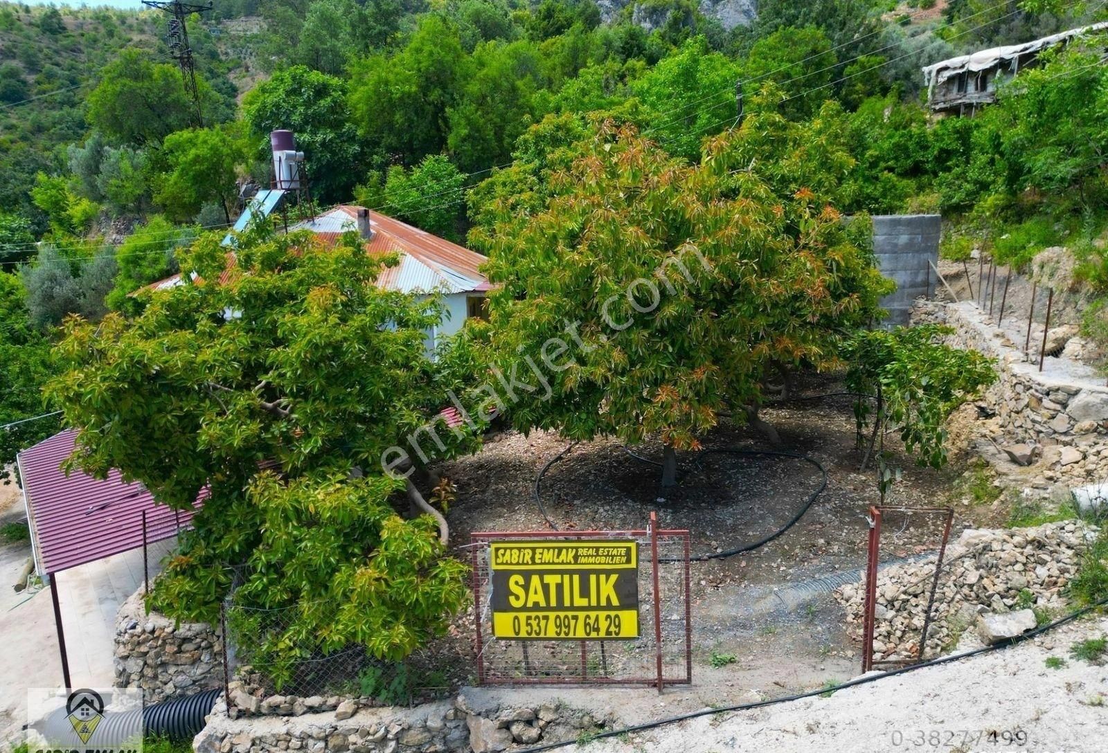 Alanya Şıhlar Satılık Tarla ALANYA ŞIHLAR SATILIK AVOKADO BAHÇESİ GETİRİSİ İYİ