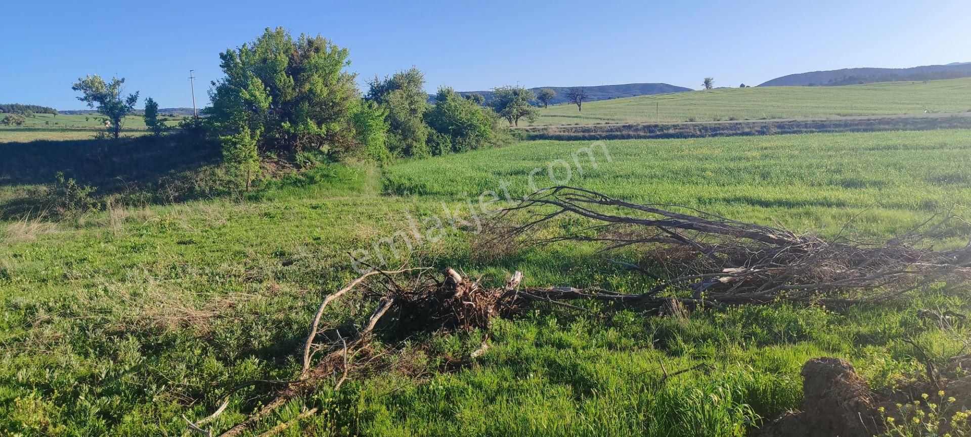 Çavdarhisar Efendiköprüsü Köyü Satılık Tarla  KÜTAHYA ÇAVDARHİSAR EFENDİKÖPRÜSÜ KÖYÜNDE 1799m² TARLA SATILIK