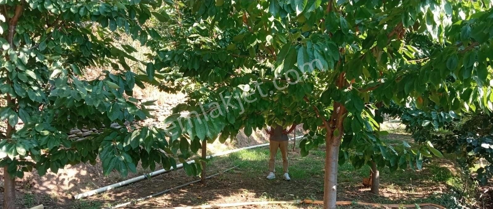 Ödemiş Bademli Satılık Bağ & Bahçe TURPA SANE GAYRİMENKULDEN SATILIK BAHÇE